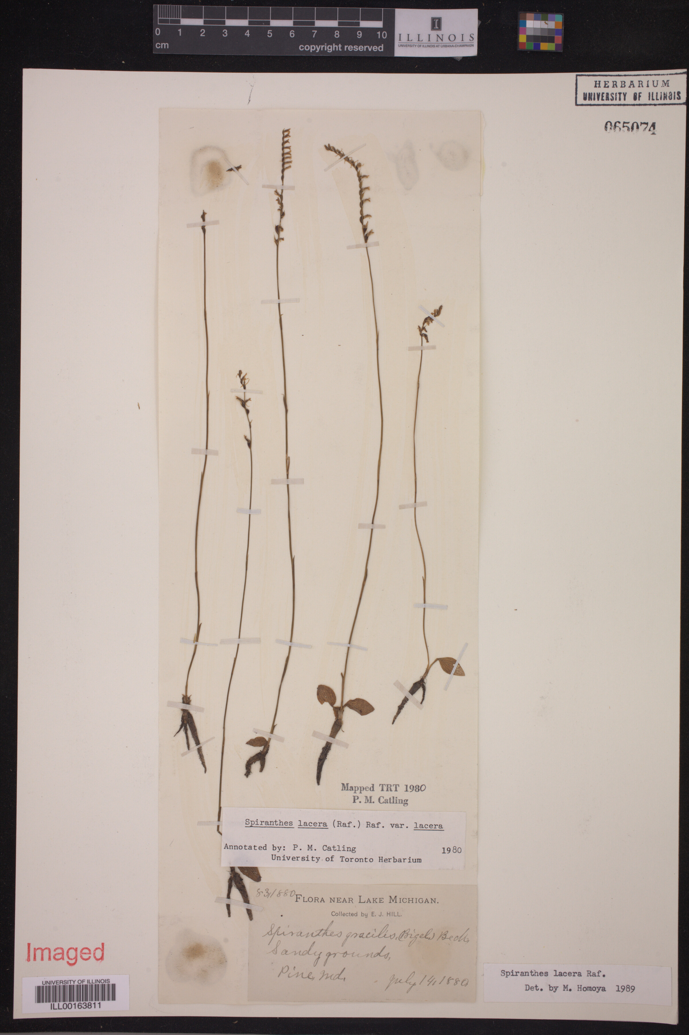 Spiranthes lacera image