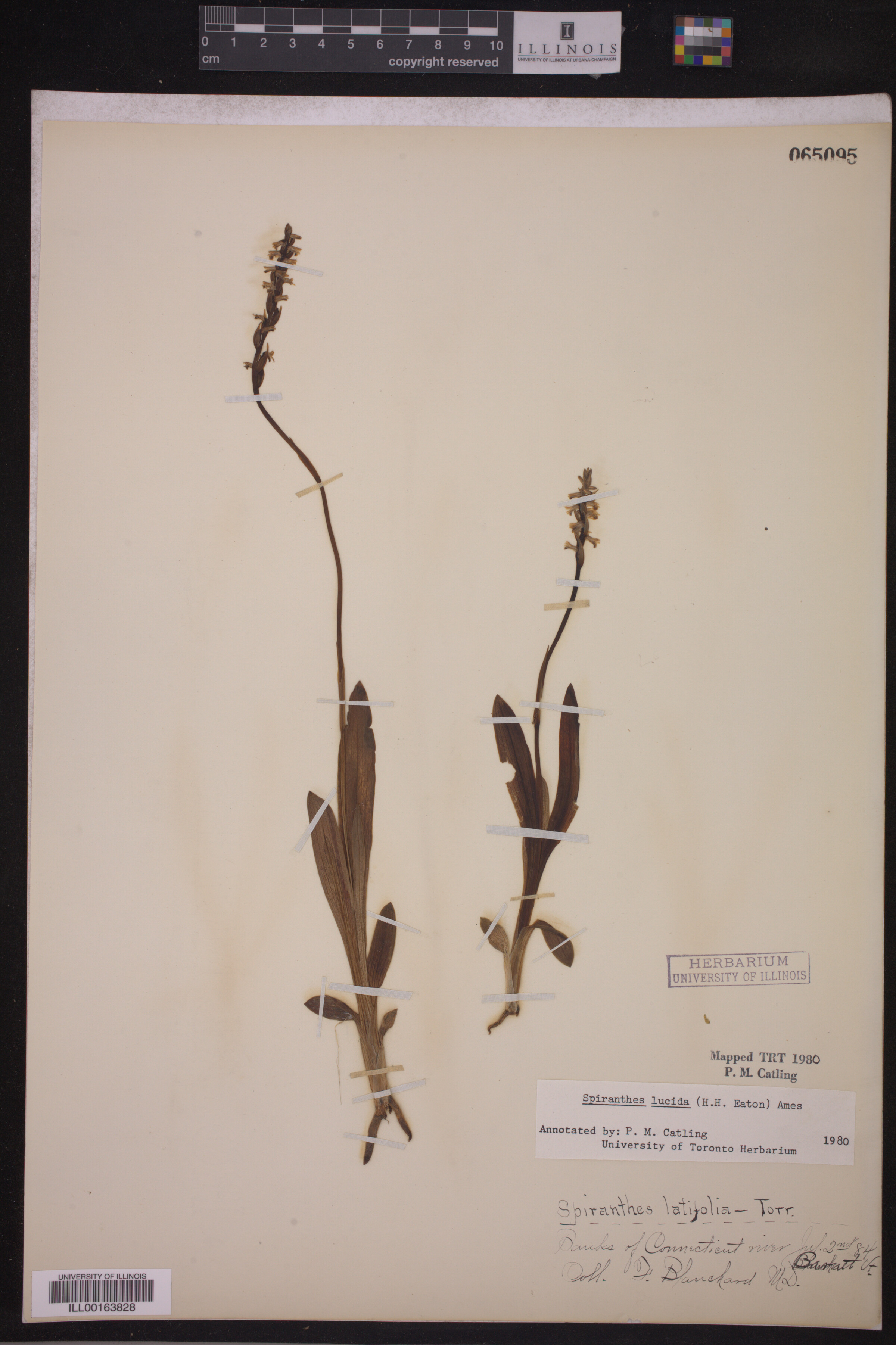 Orchidaceae image