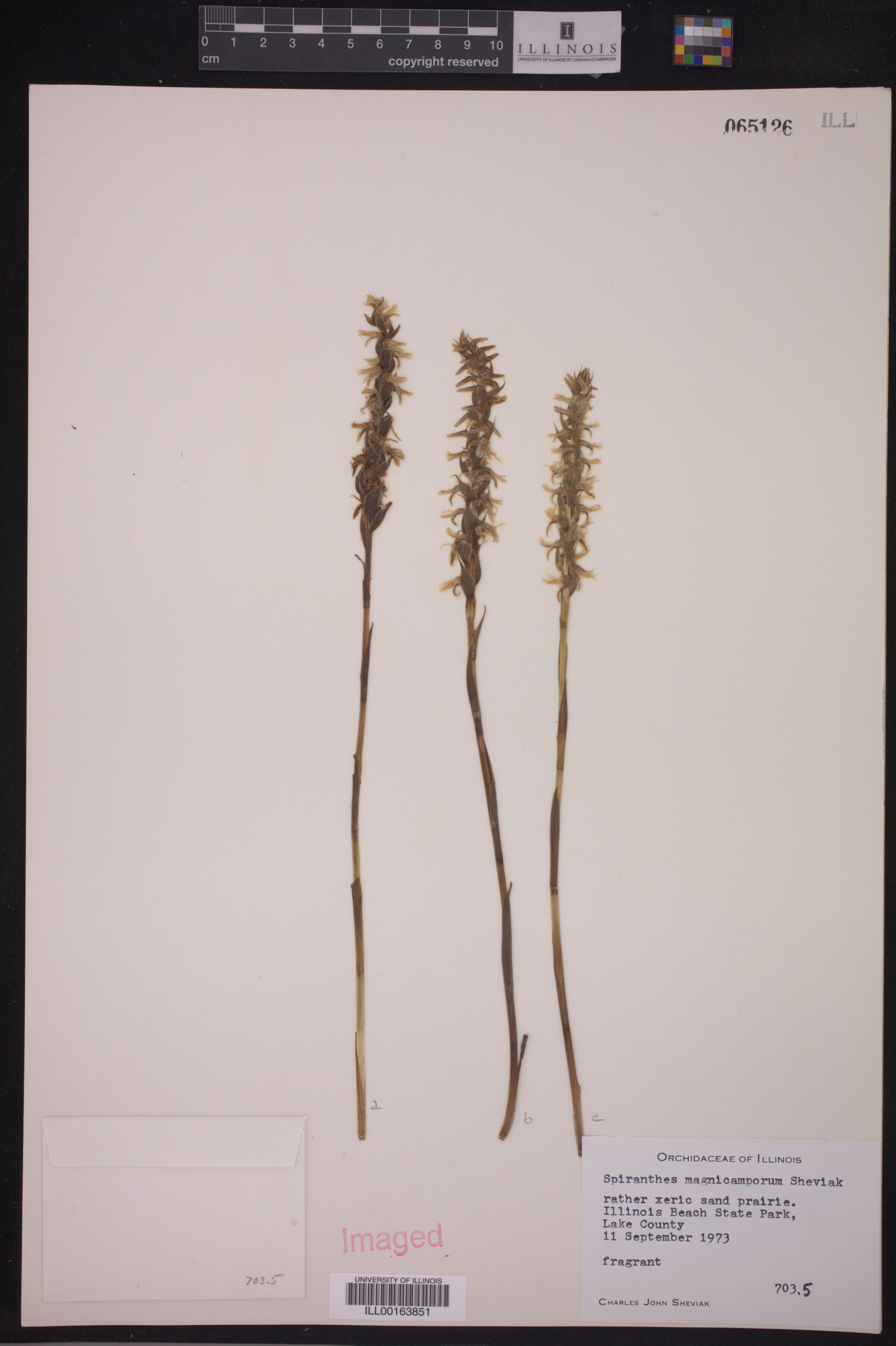 Spiranthes magnicamporum image