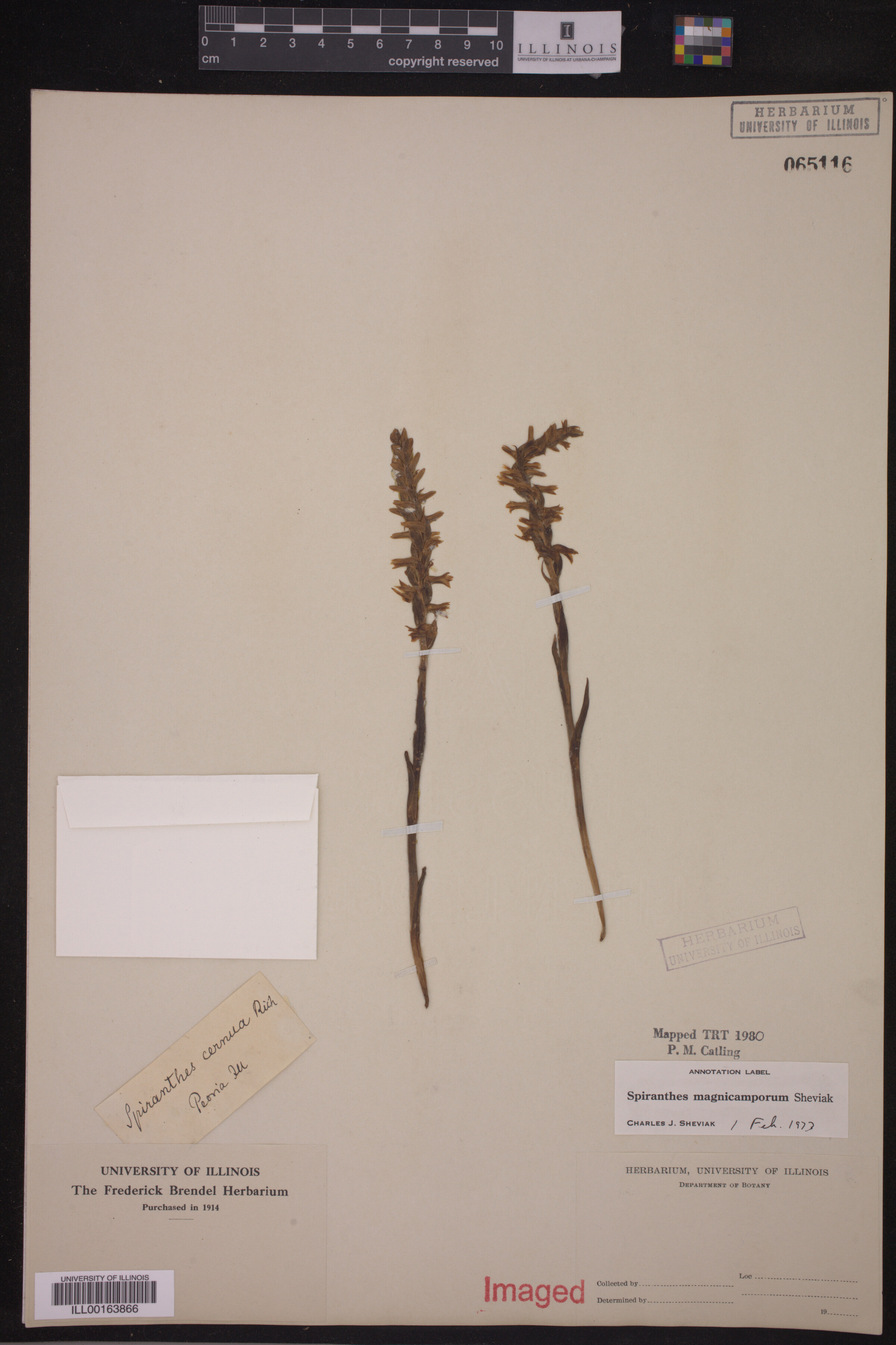 Spiranthes cernua image