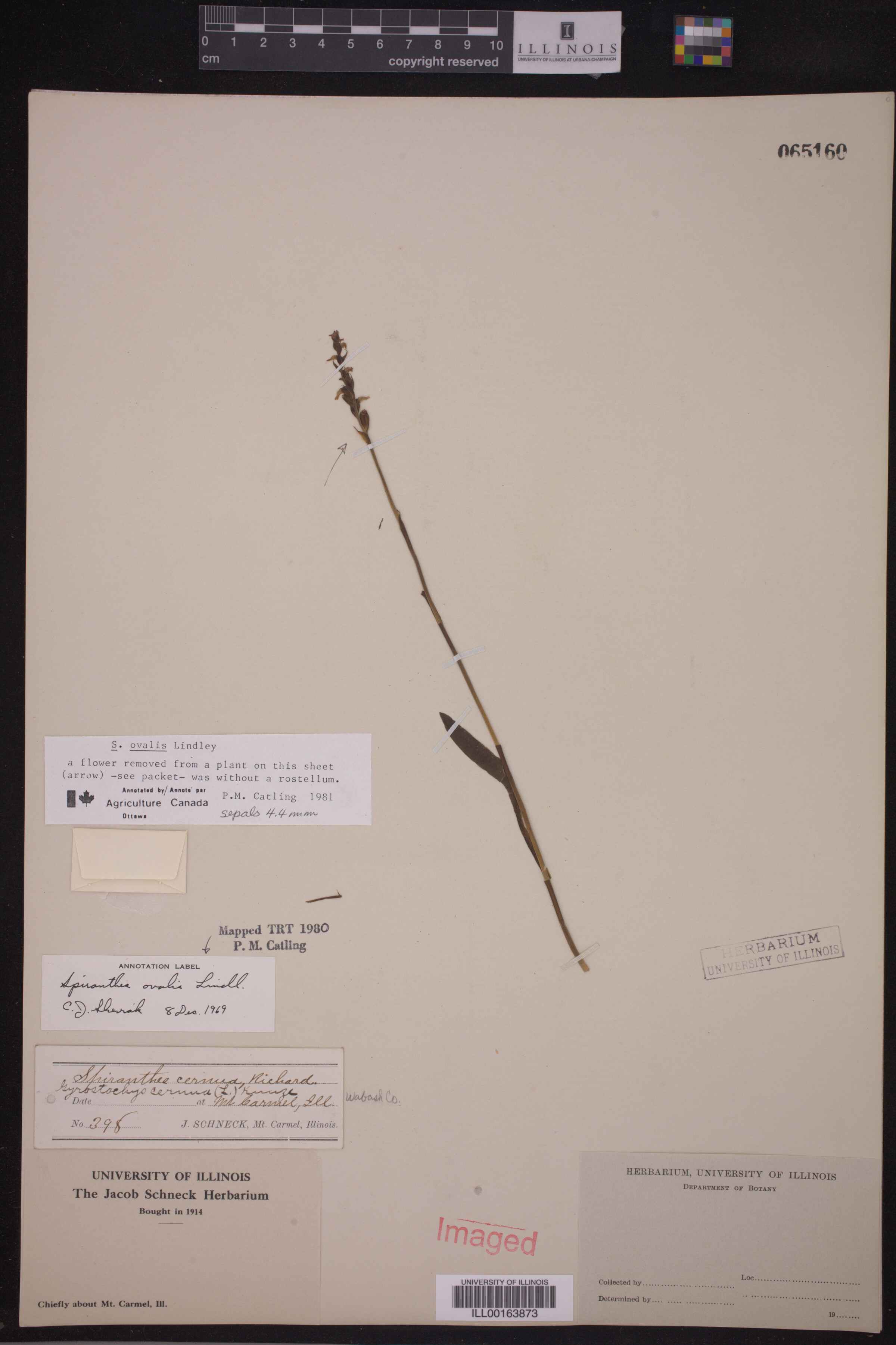 Spiranthes ovalis image