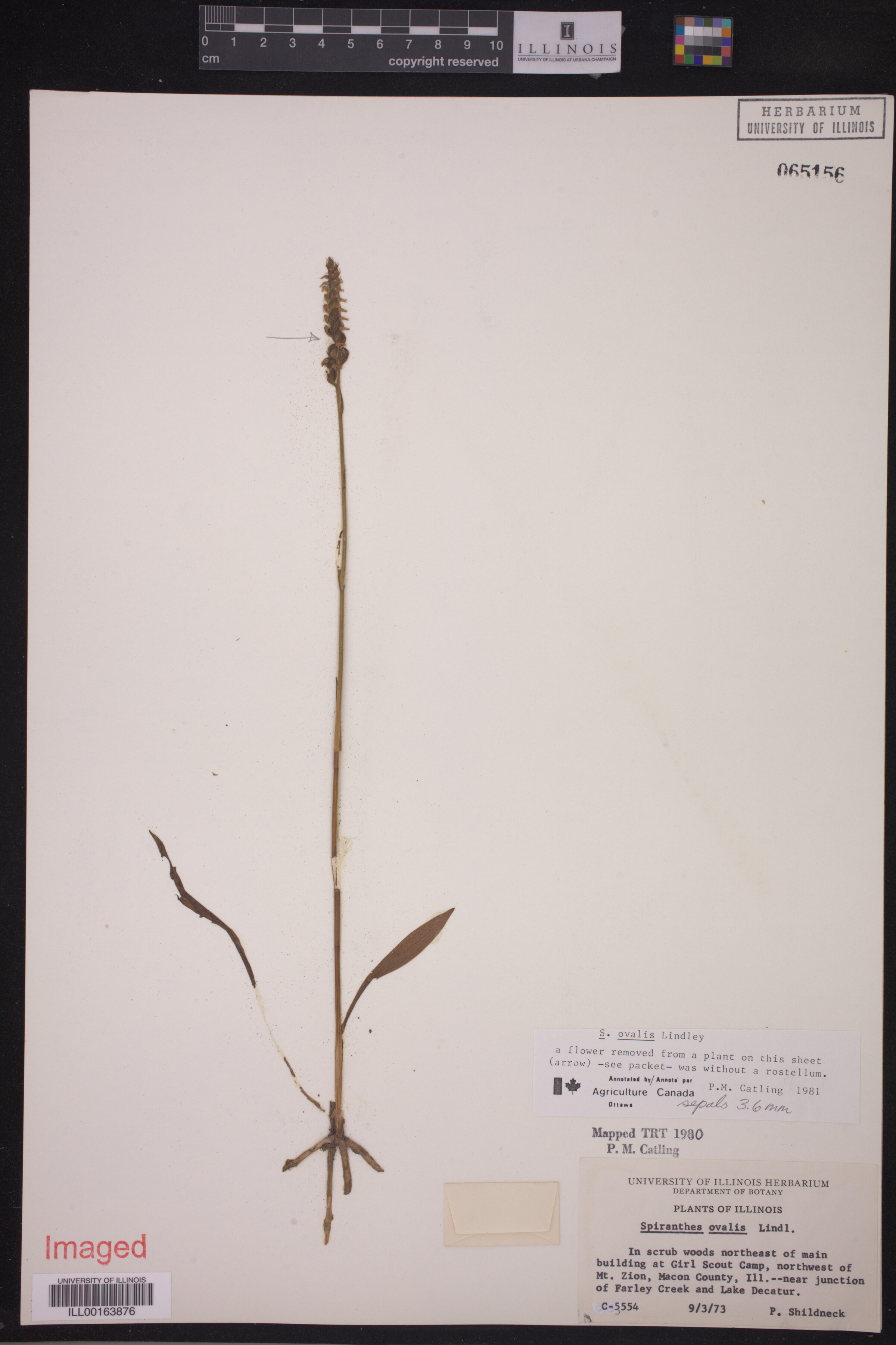 Spiranthes ovalis image