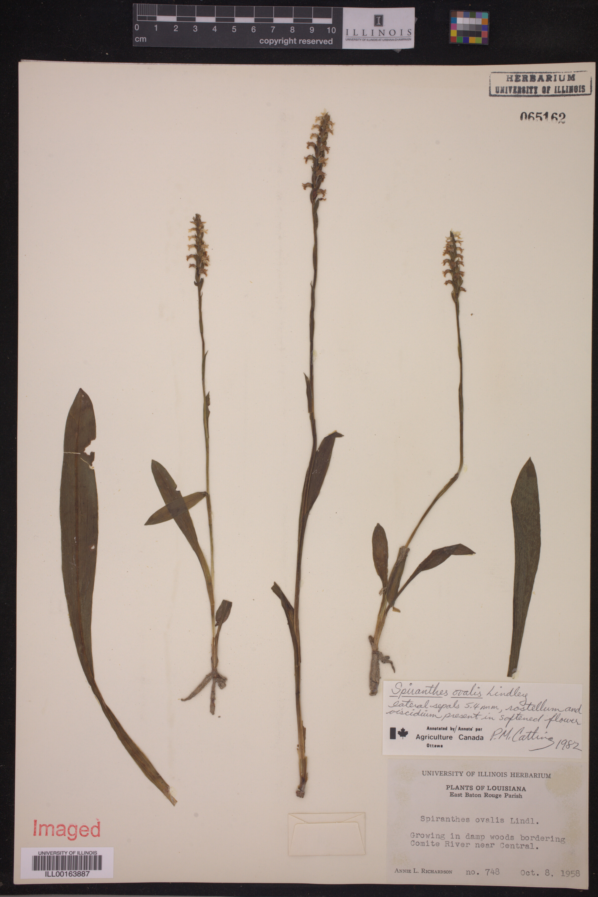 Spiranthes ovalis image