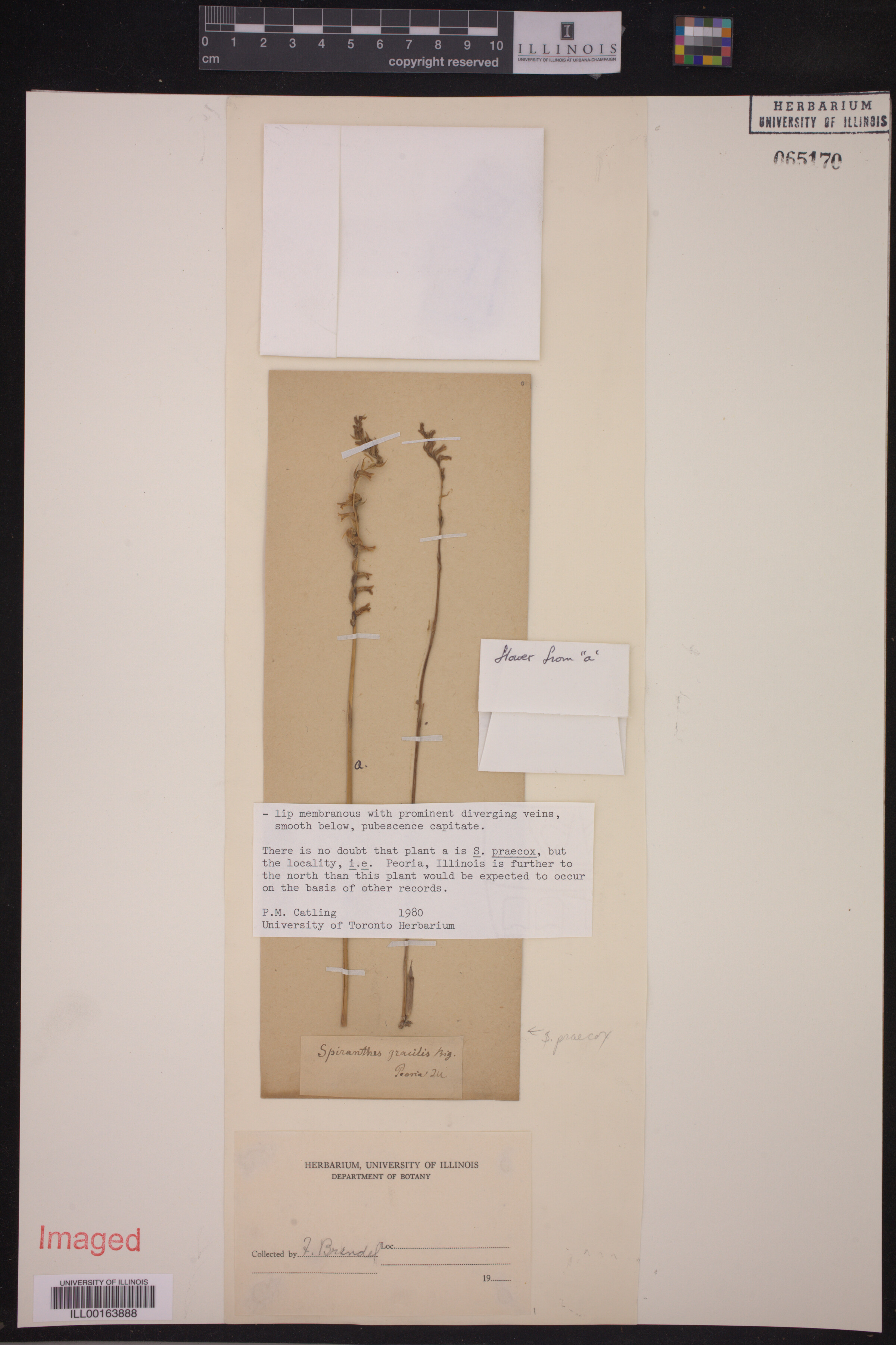 Spiranthes praecox image