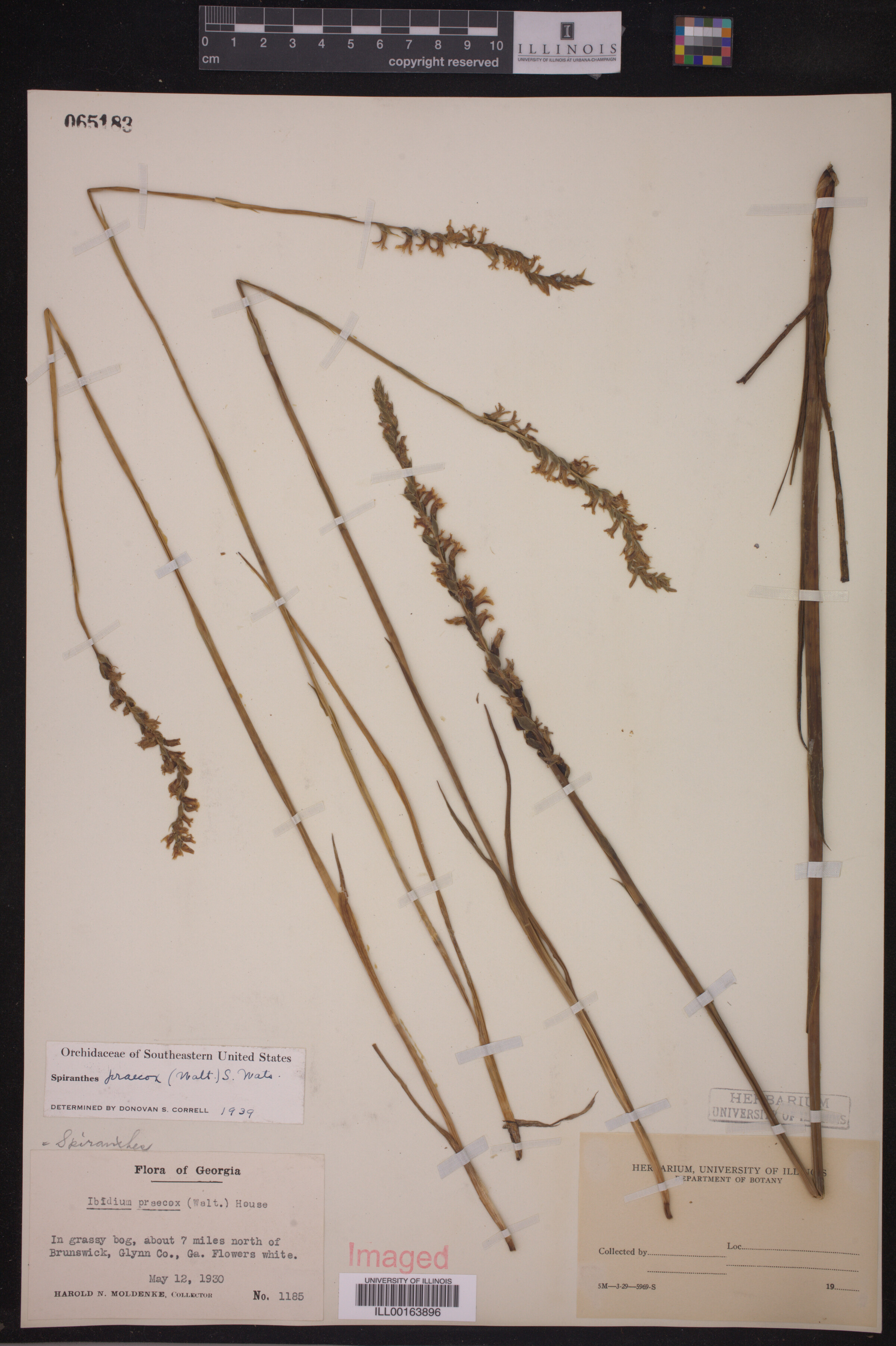 Spiranthes praecox image