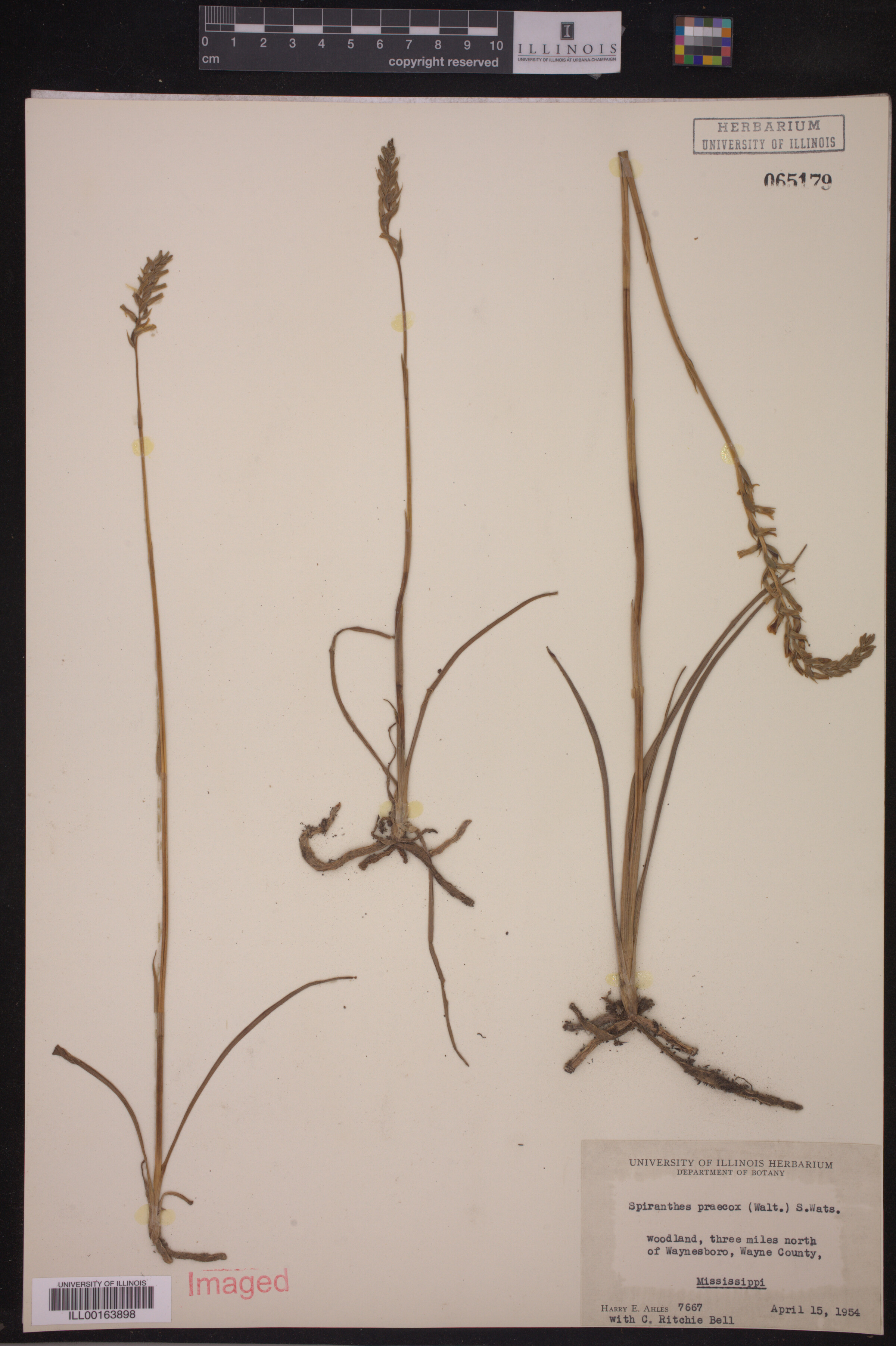 Spiranthes praecox image