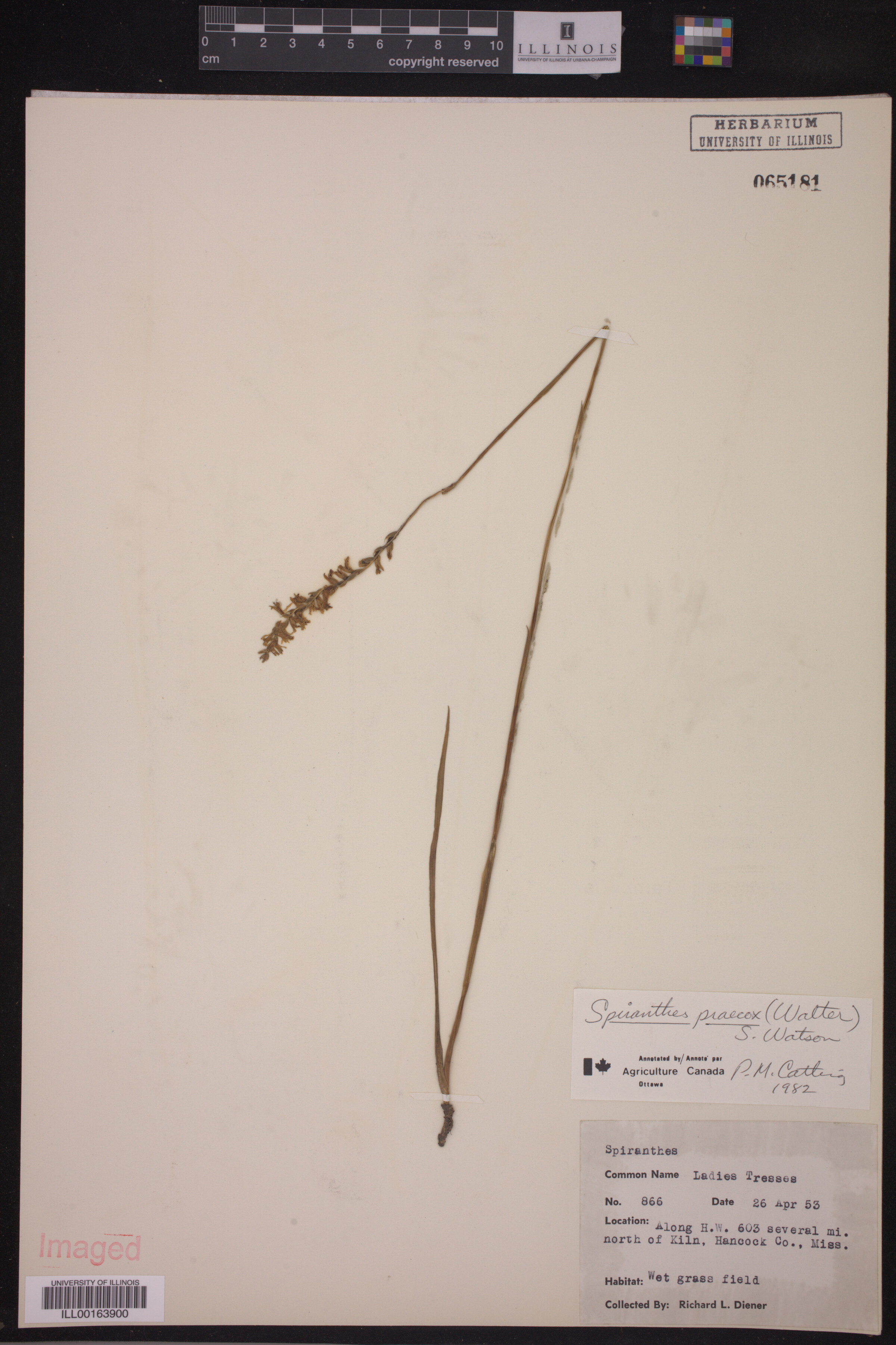 Spiranthes praecox image