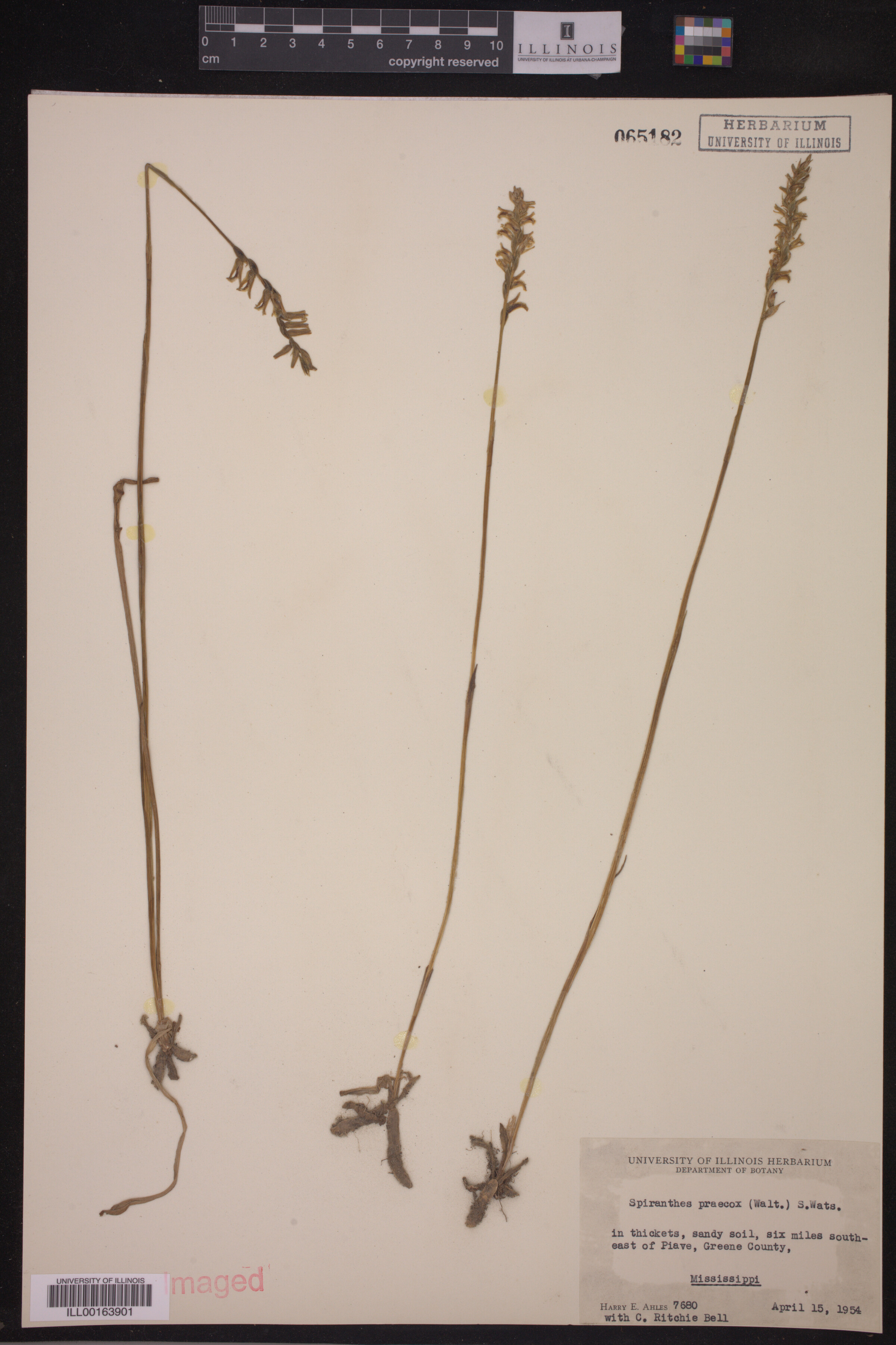 Spiranthes praecox image