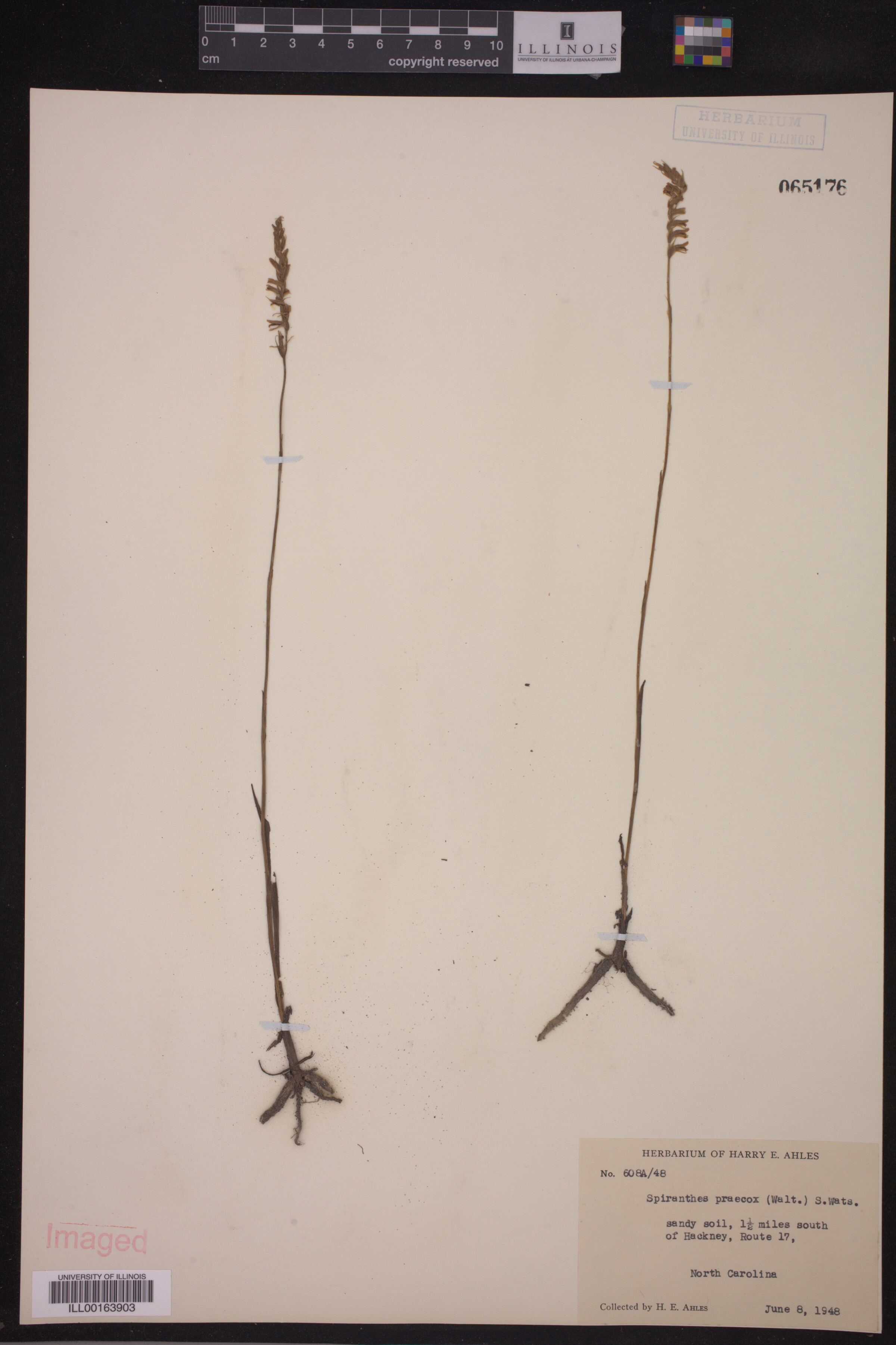 Spiranthes praecox image