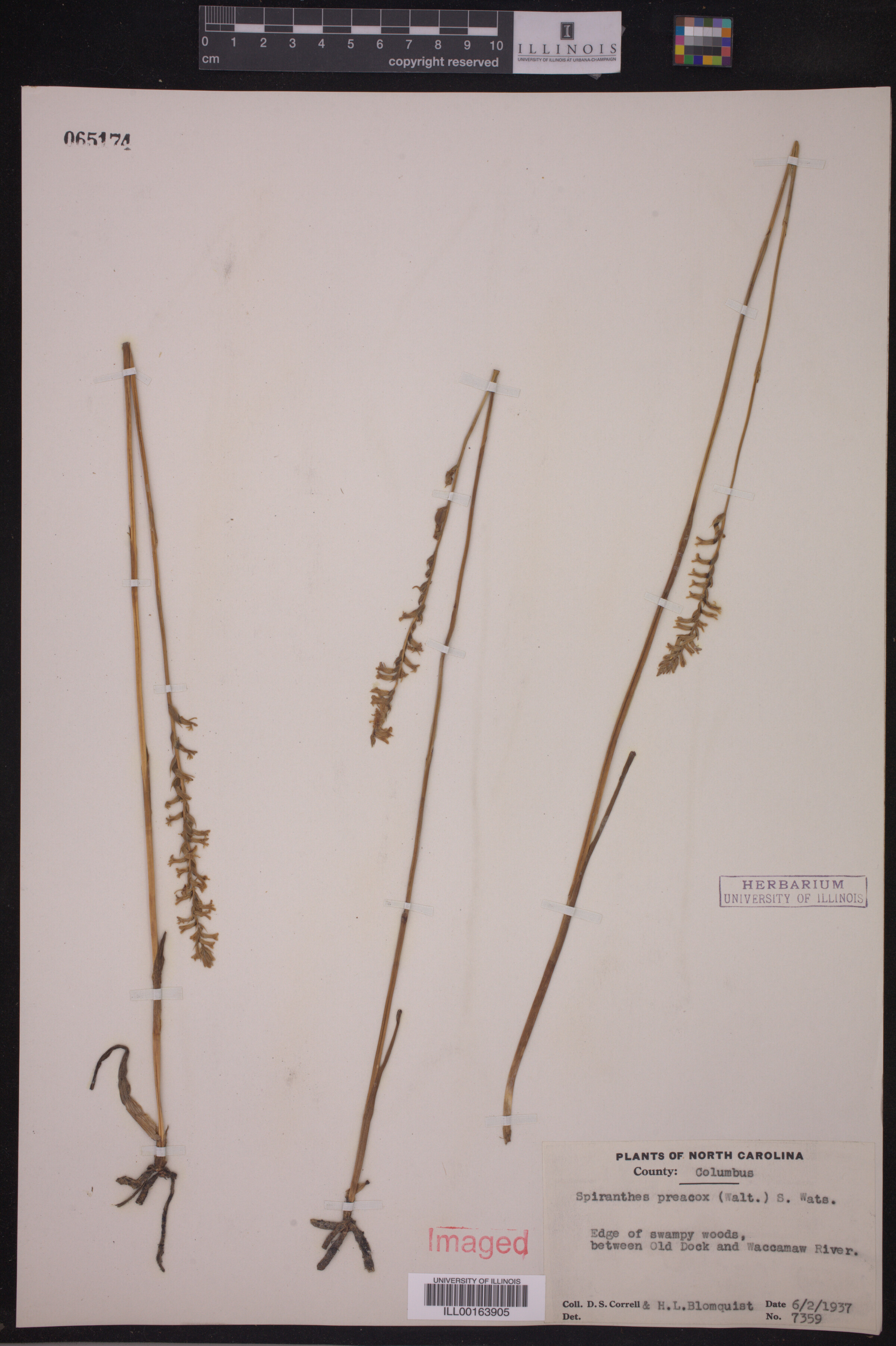 Spiranthes praecox image