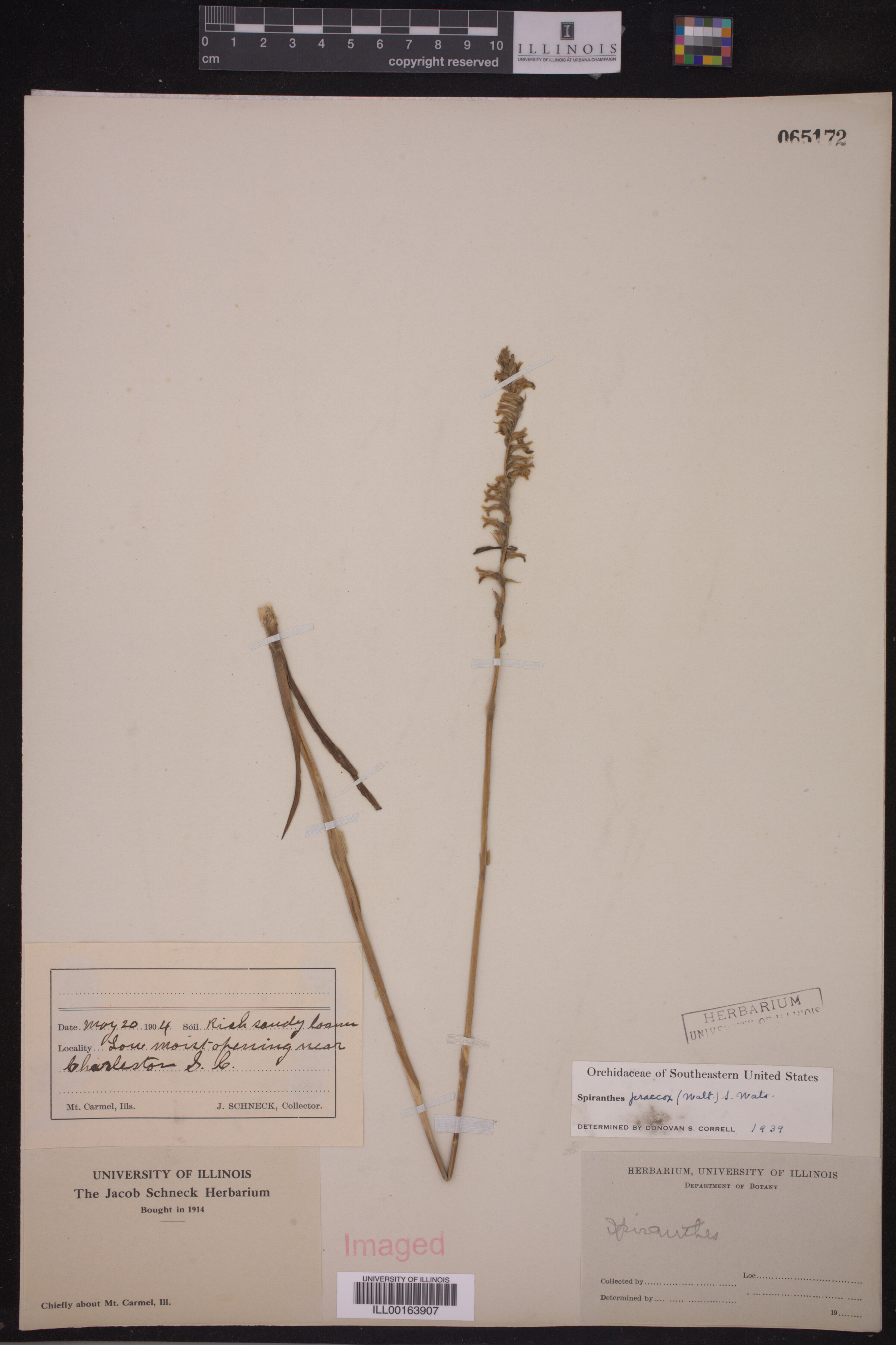 Spiranthes praecox image