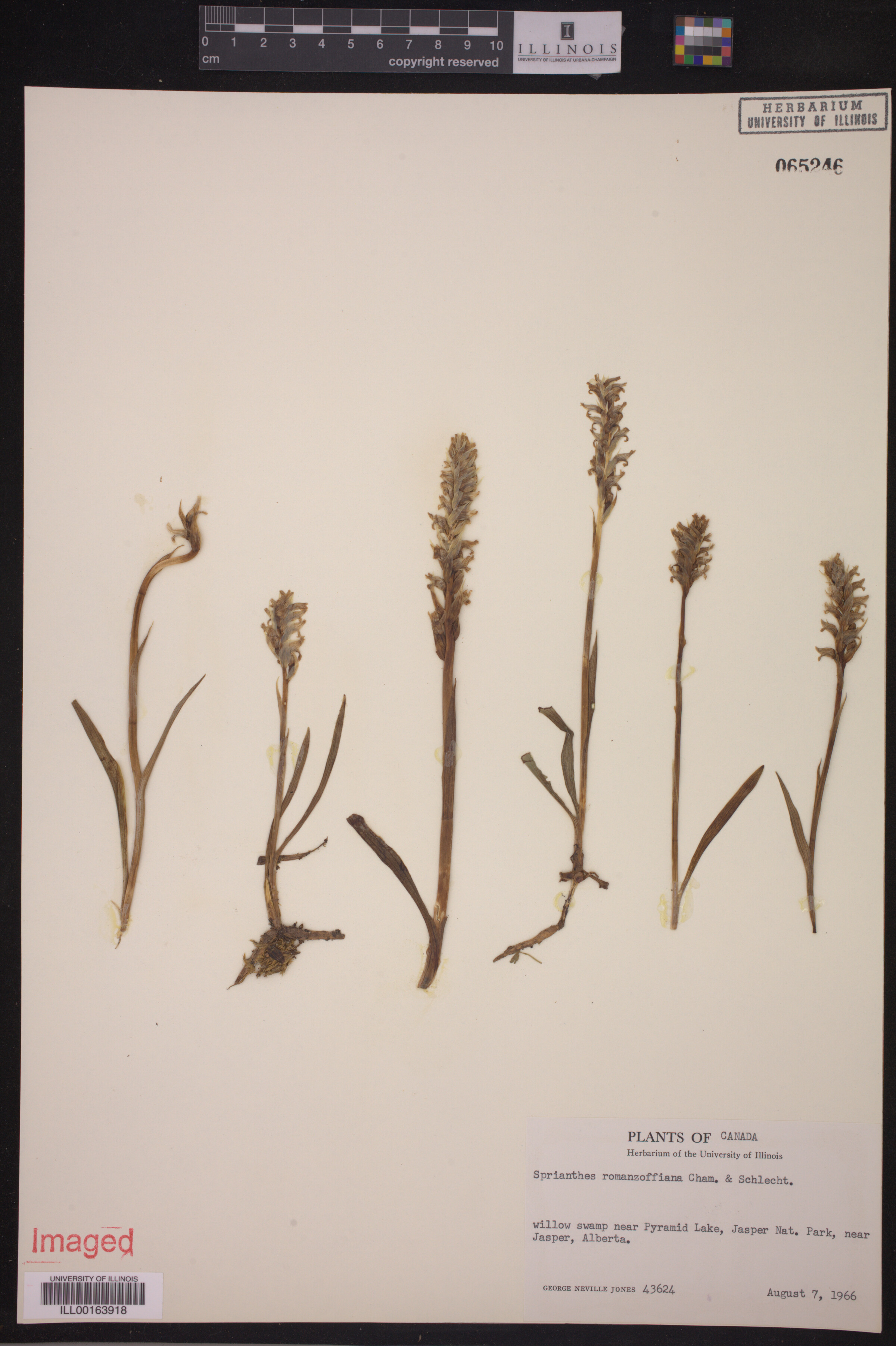 Spiranthes romanzoffiana image