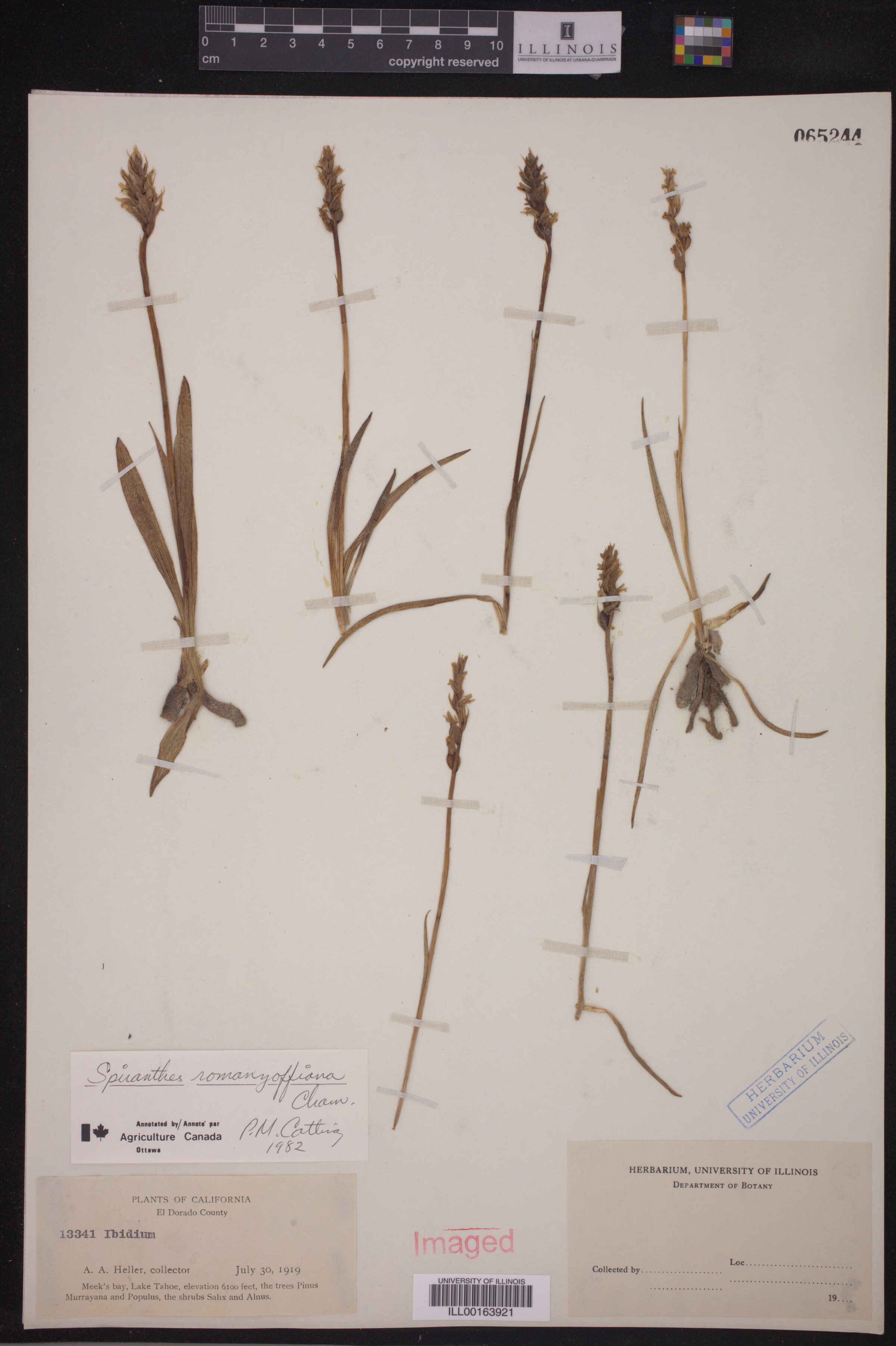 Spiranthes romanzoffiana image