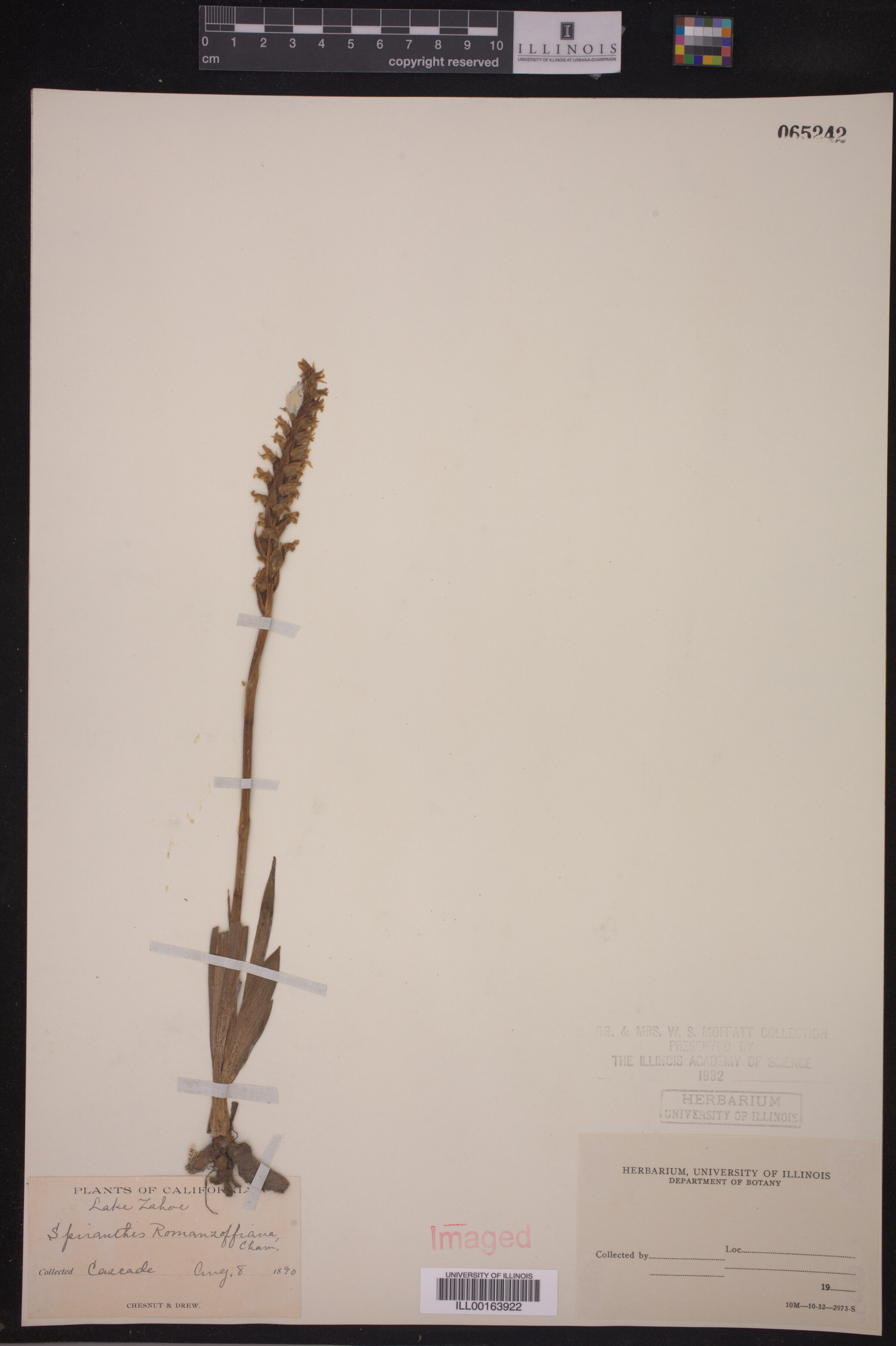 Spiranthes romanzoffiana image