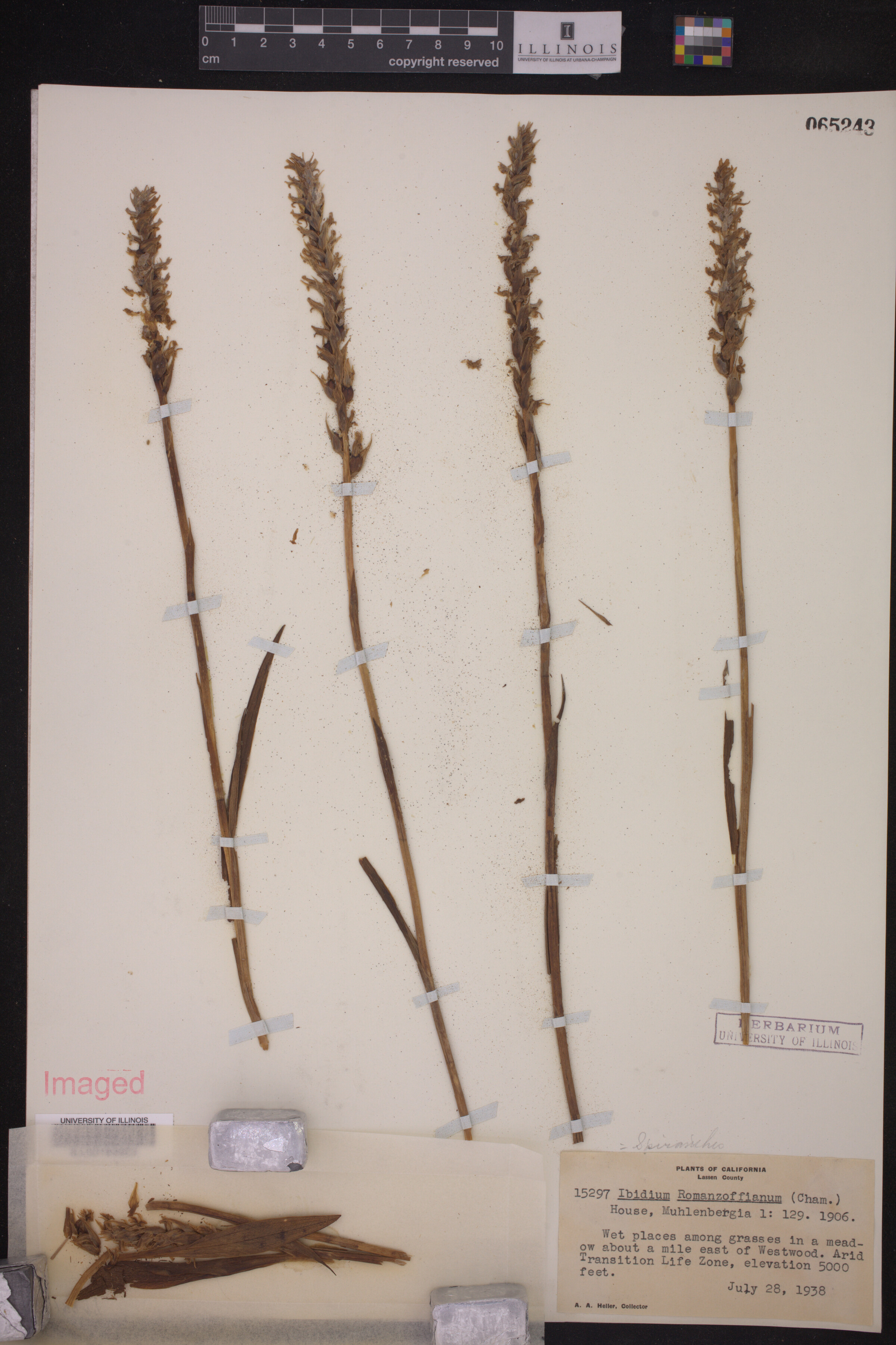 Spiranthes romanzoffiana image