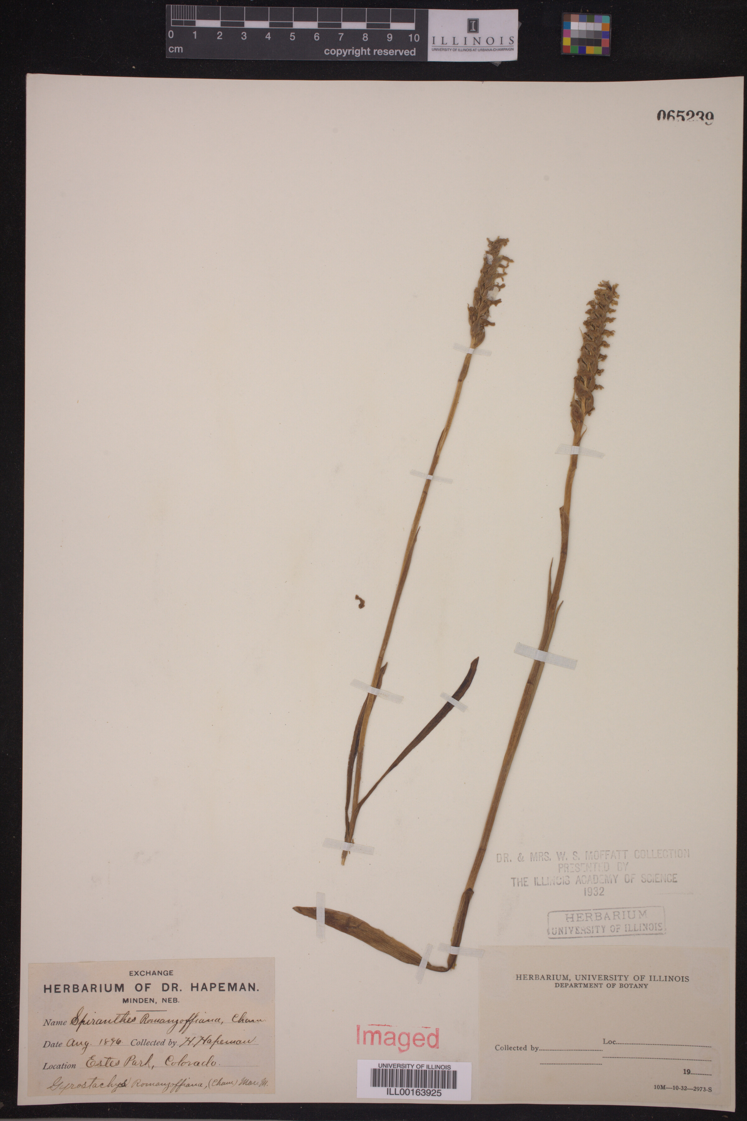 Spiranthes romanzoffiana image