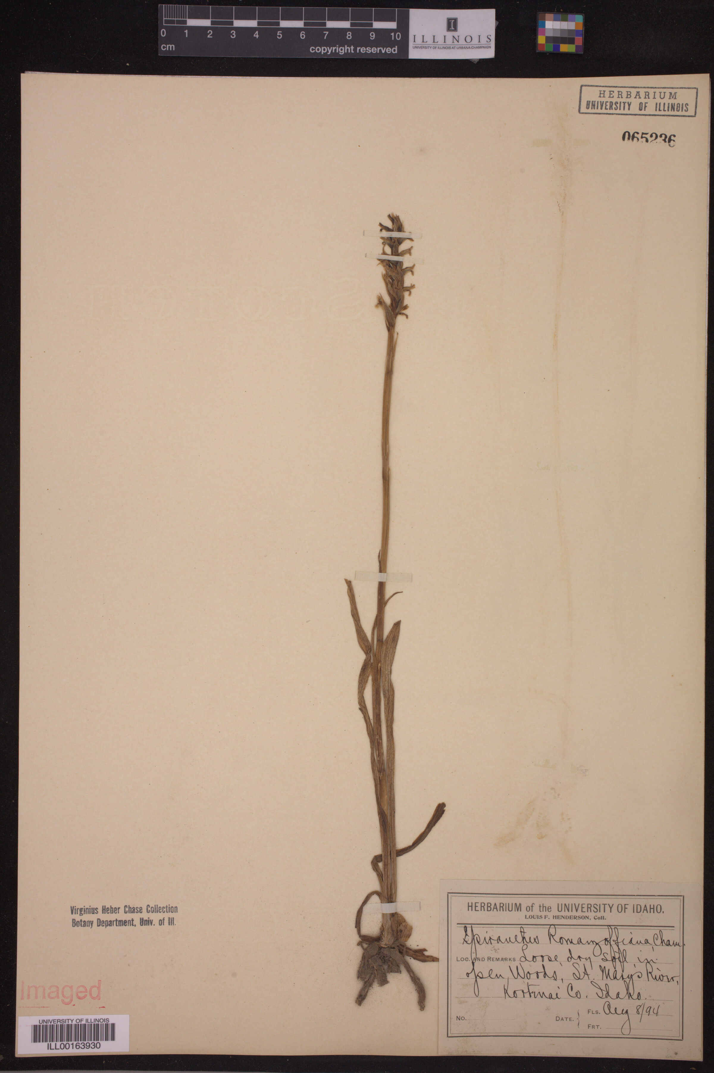 Spiranthes romanzoffiana image