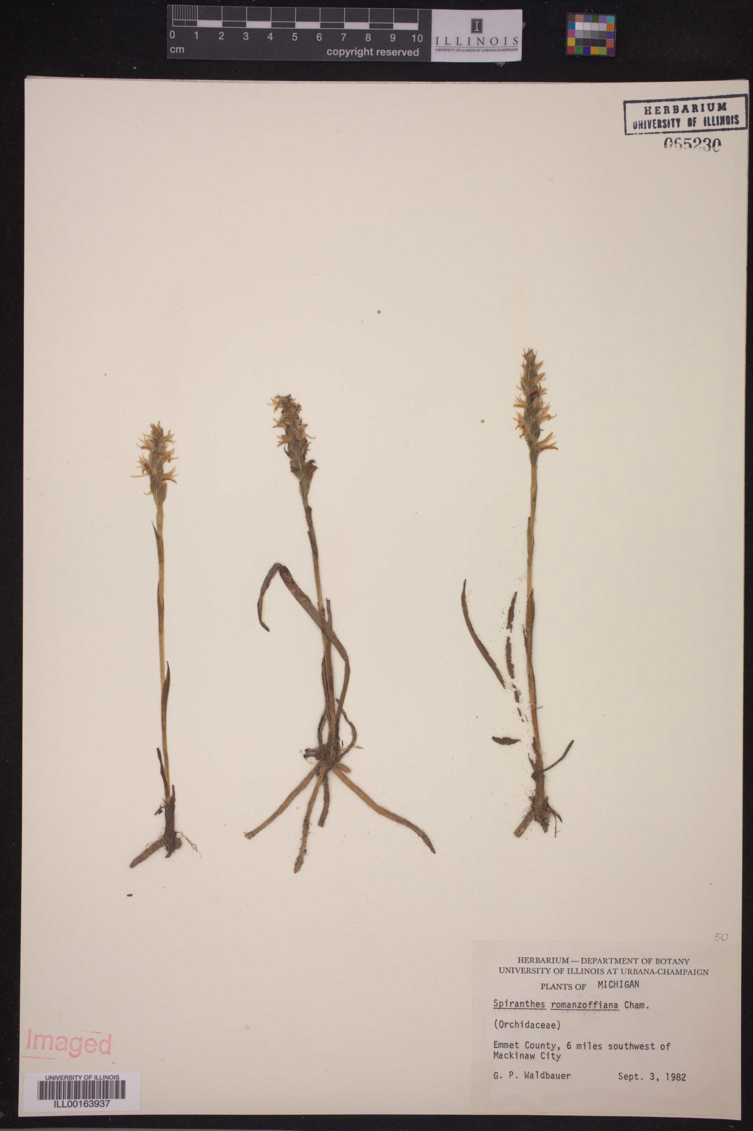 Spiranthes romanzoffiana image