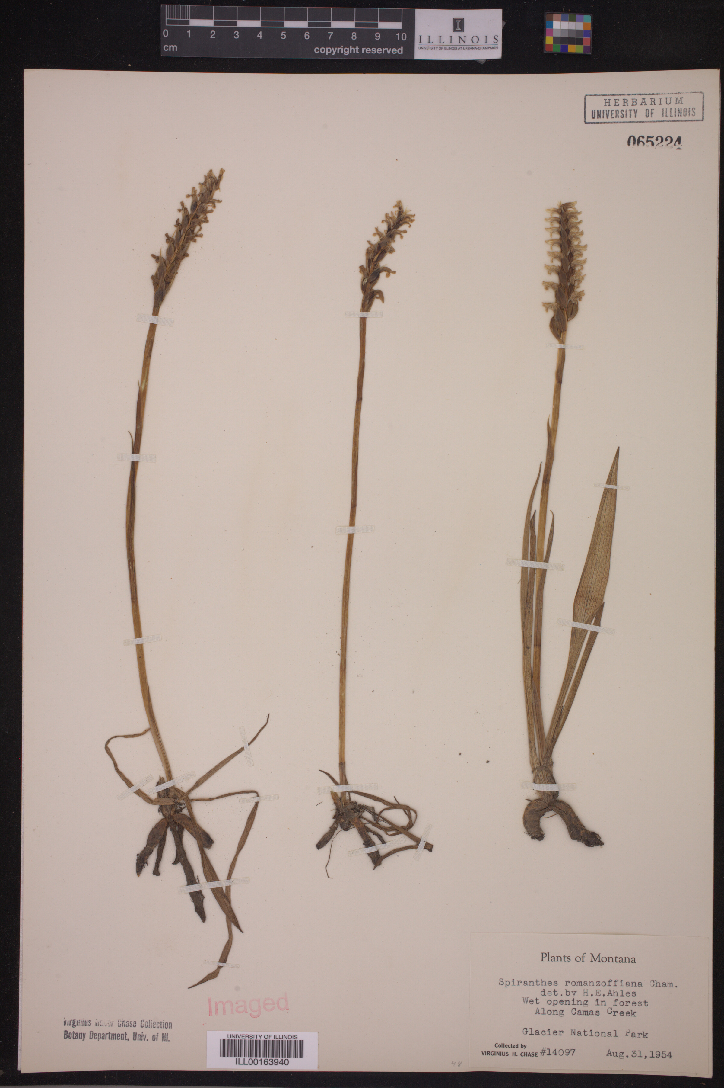 Spiranthes romanzoffiana image