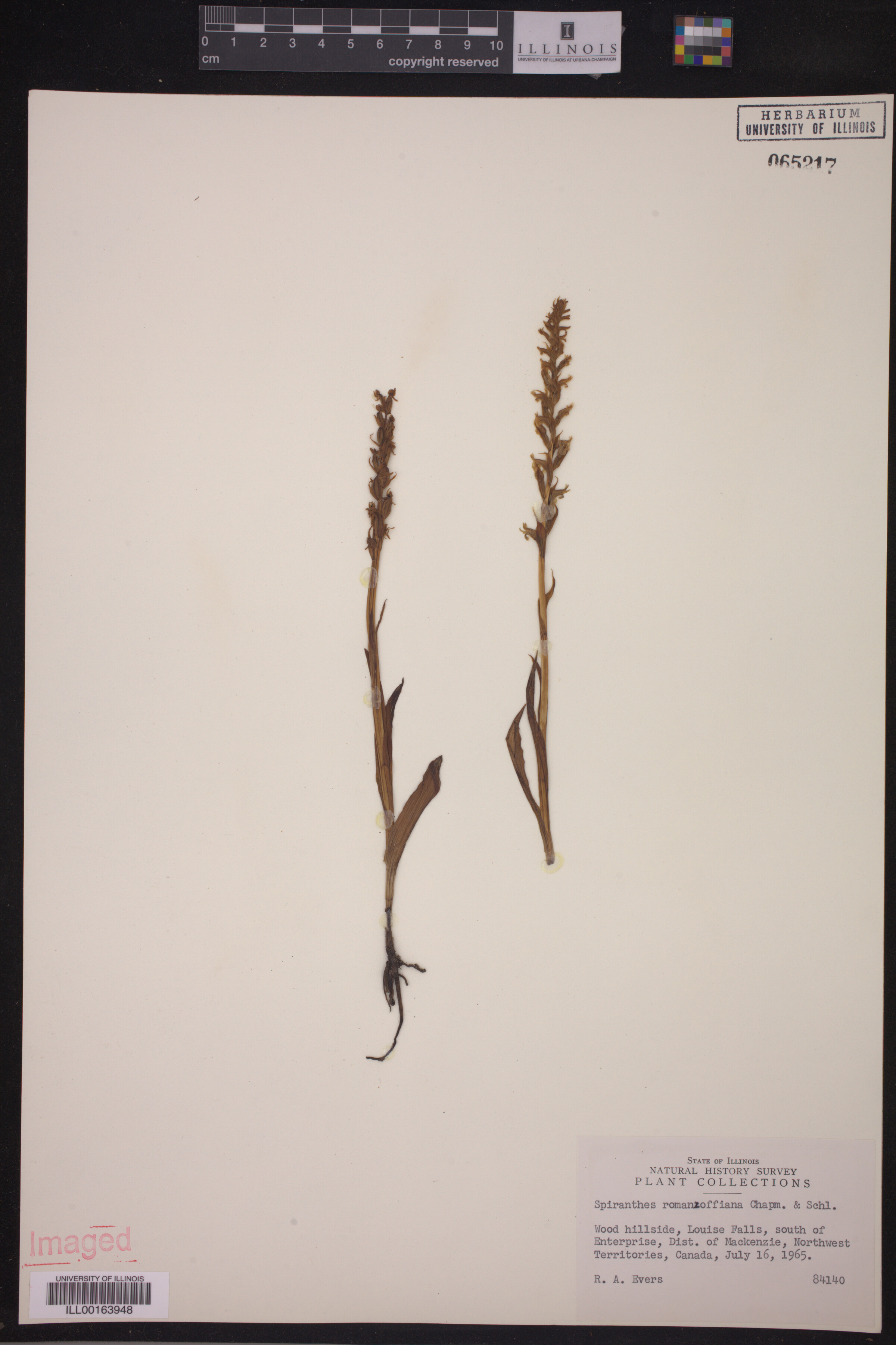 Spiranthes romanzoffiana image