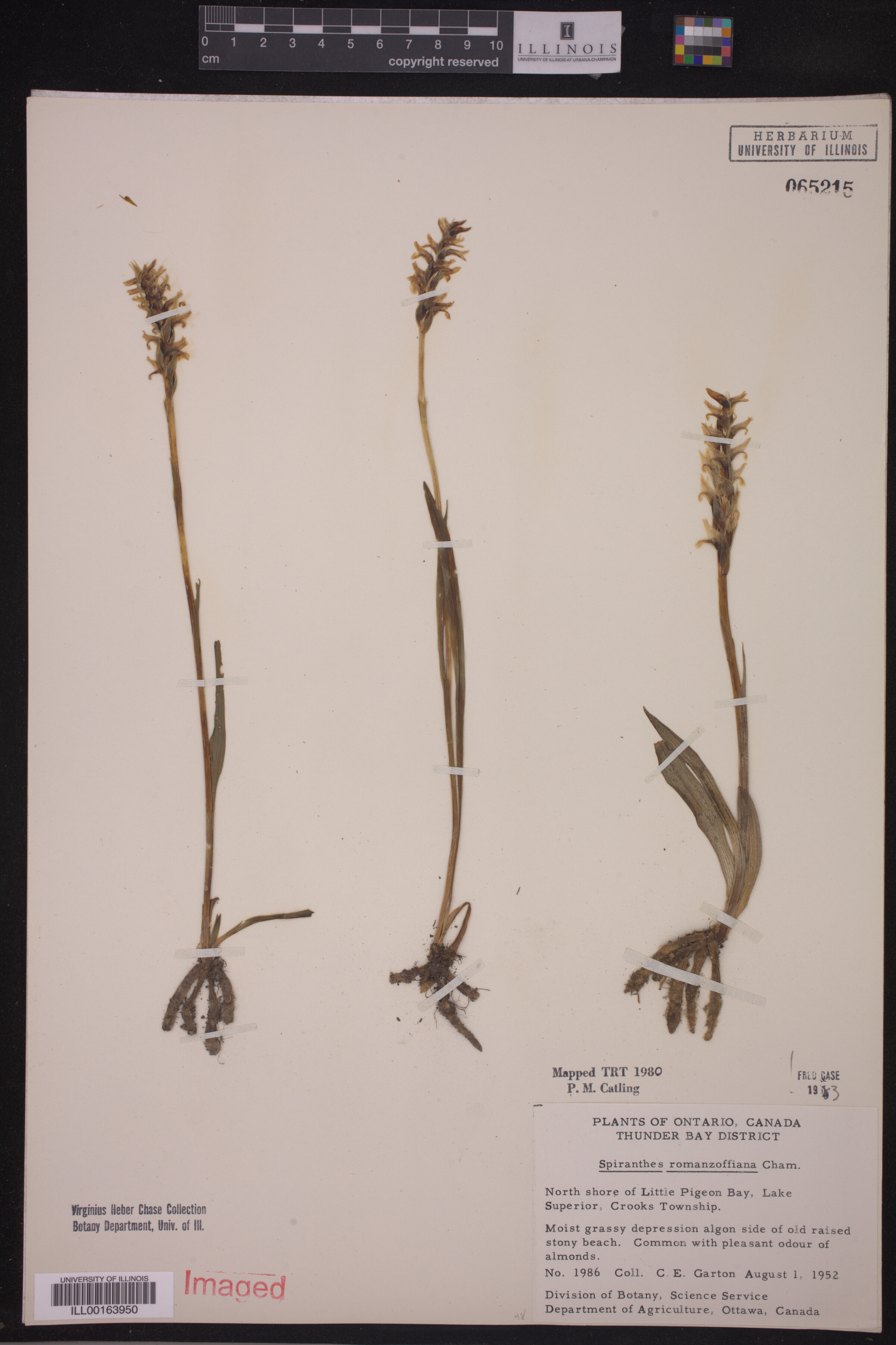 Spiranthes romanzoffiana image