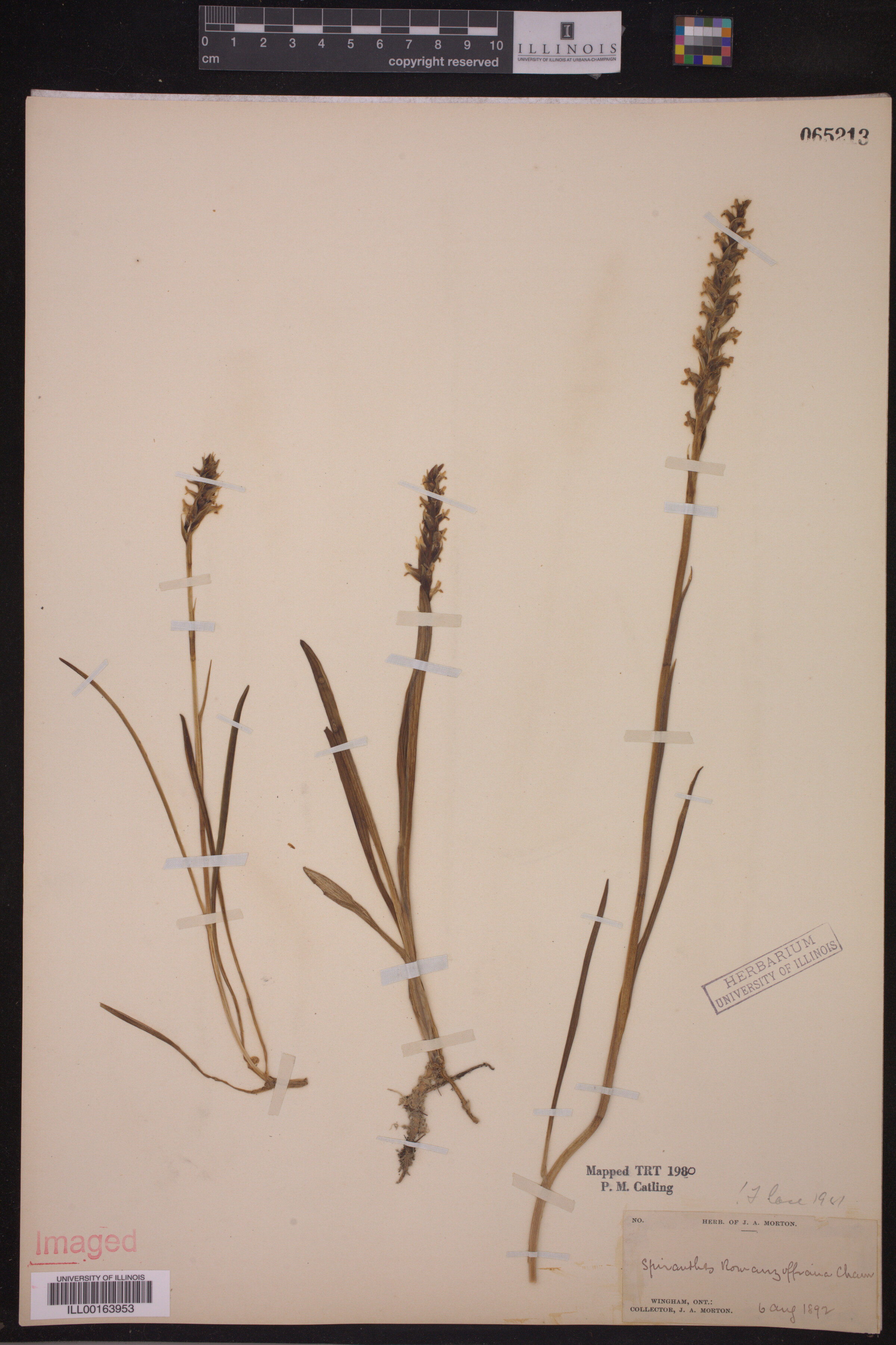 Spiranthes romanzoffiana image