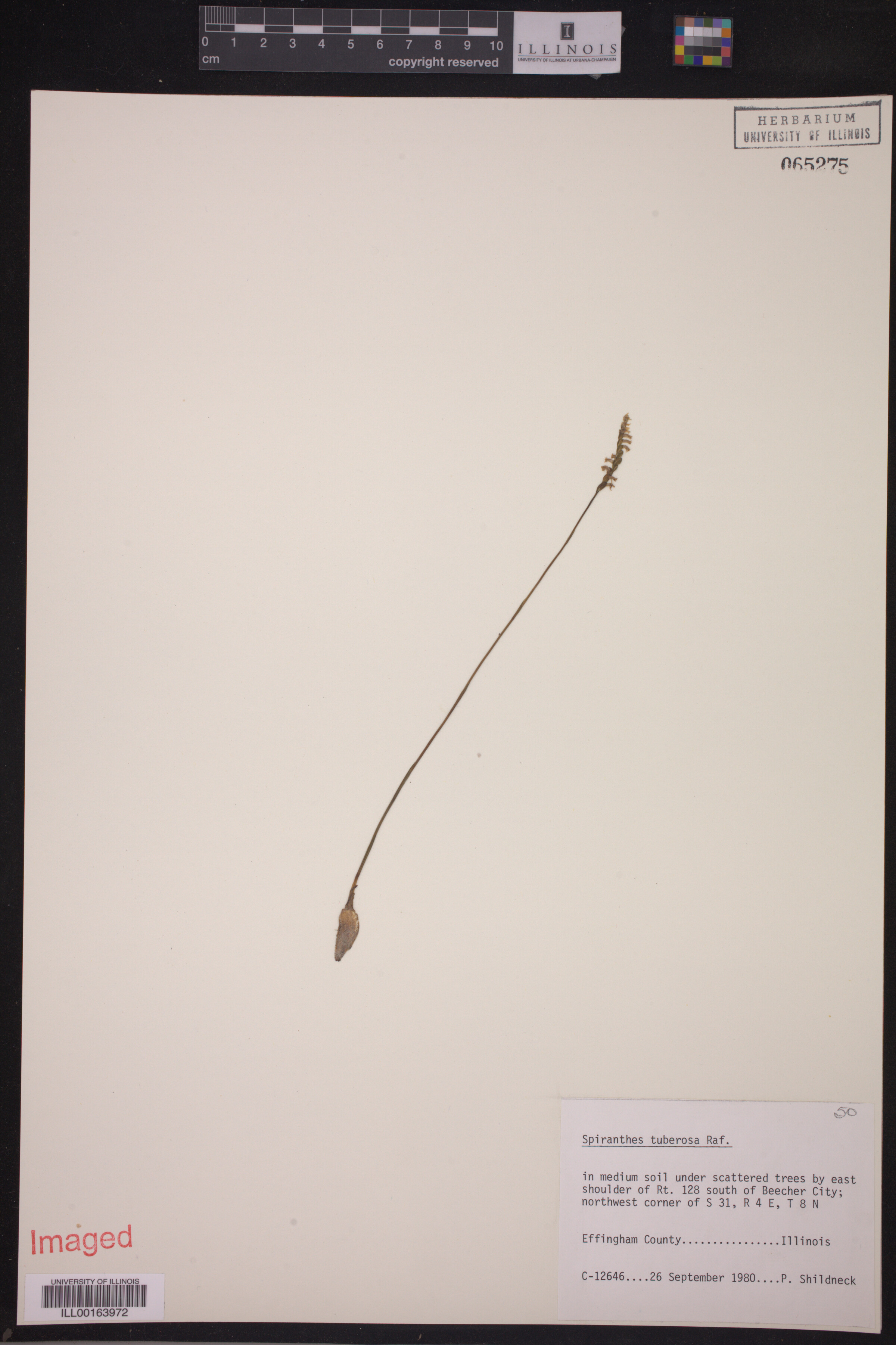 Spiranthes tuberosa image