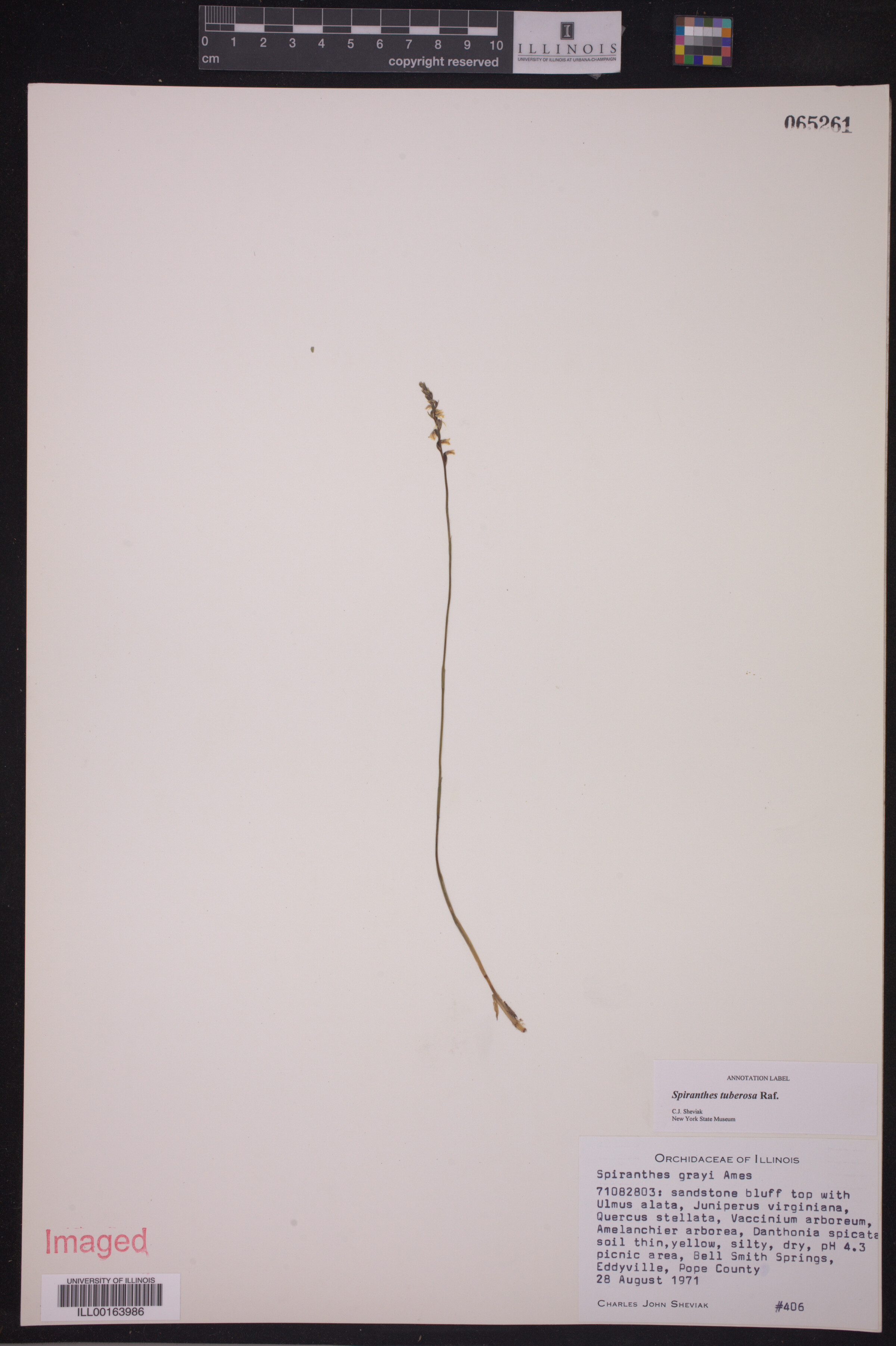 Spiranthes tuberosa image