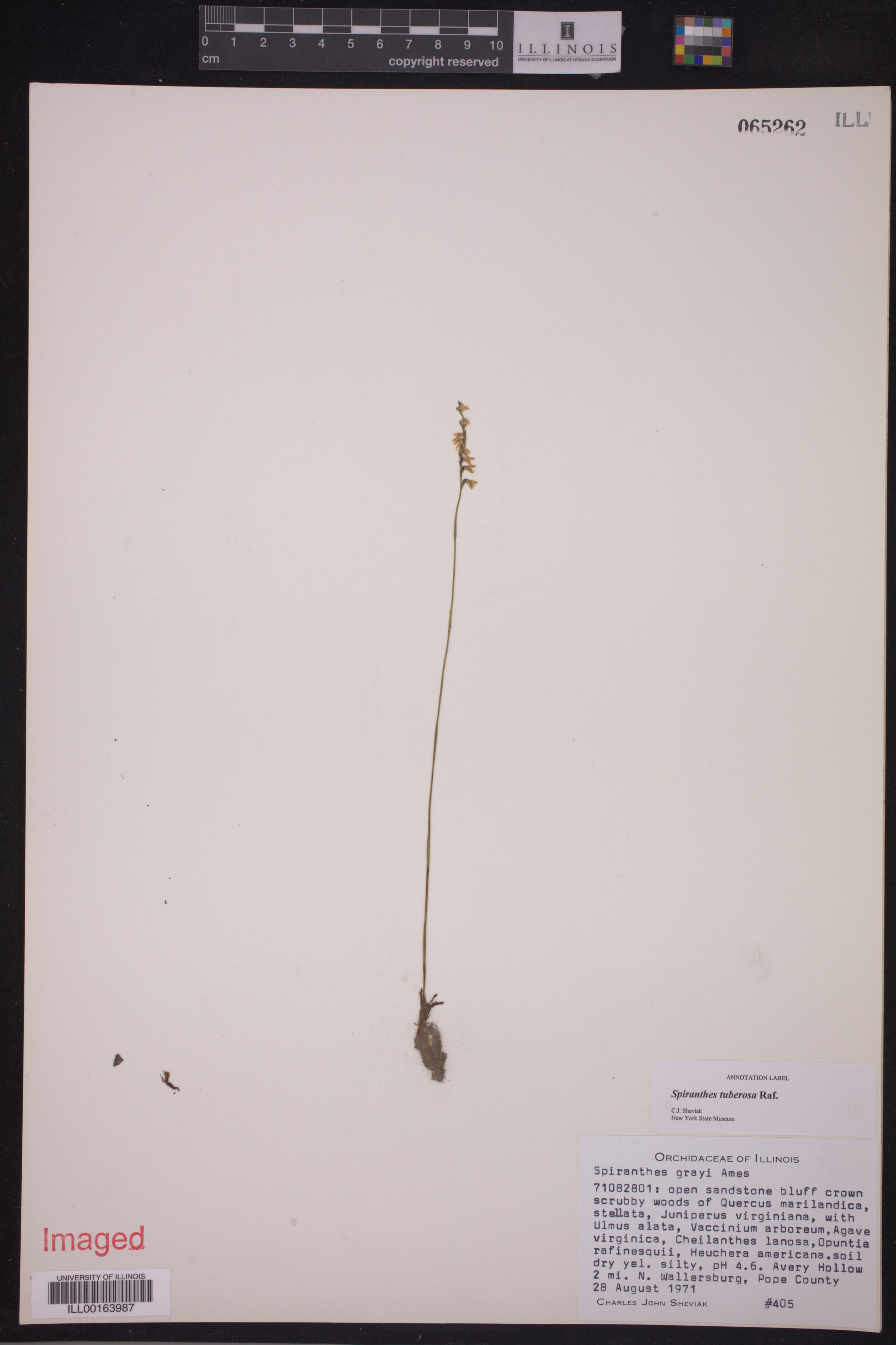 Spiranthes tuberosa image