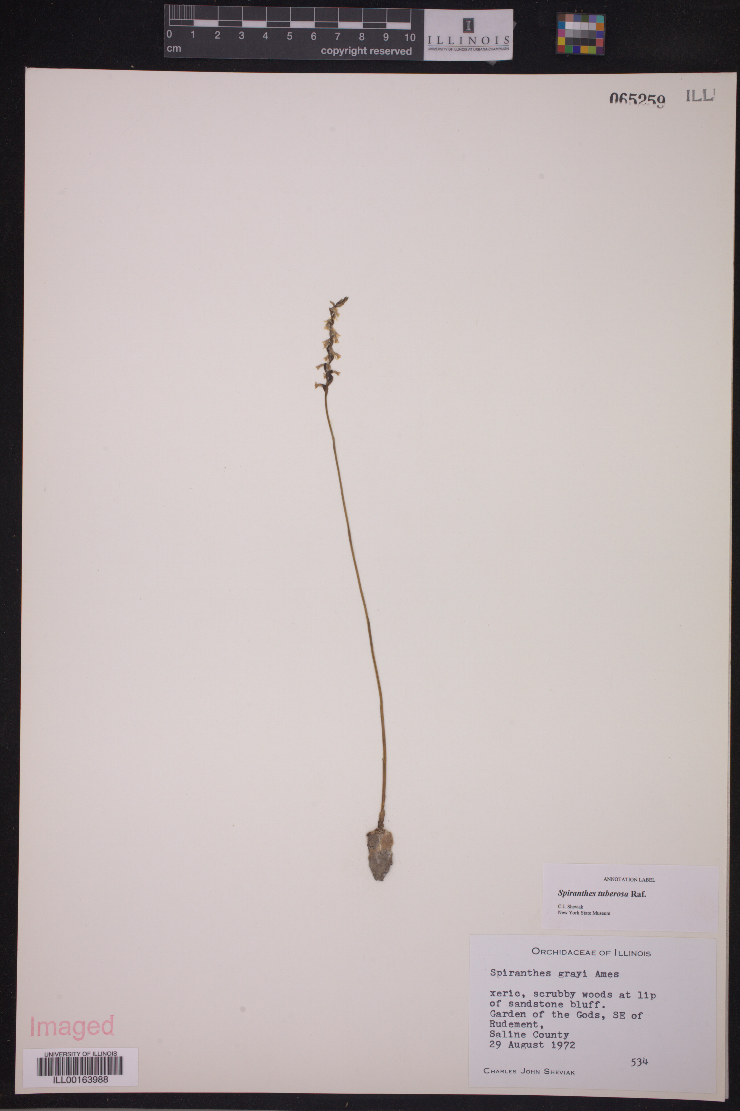 Spiranthes tuberosa image