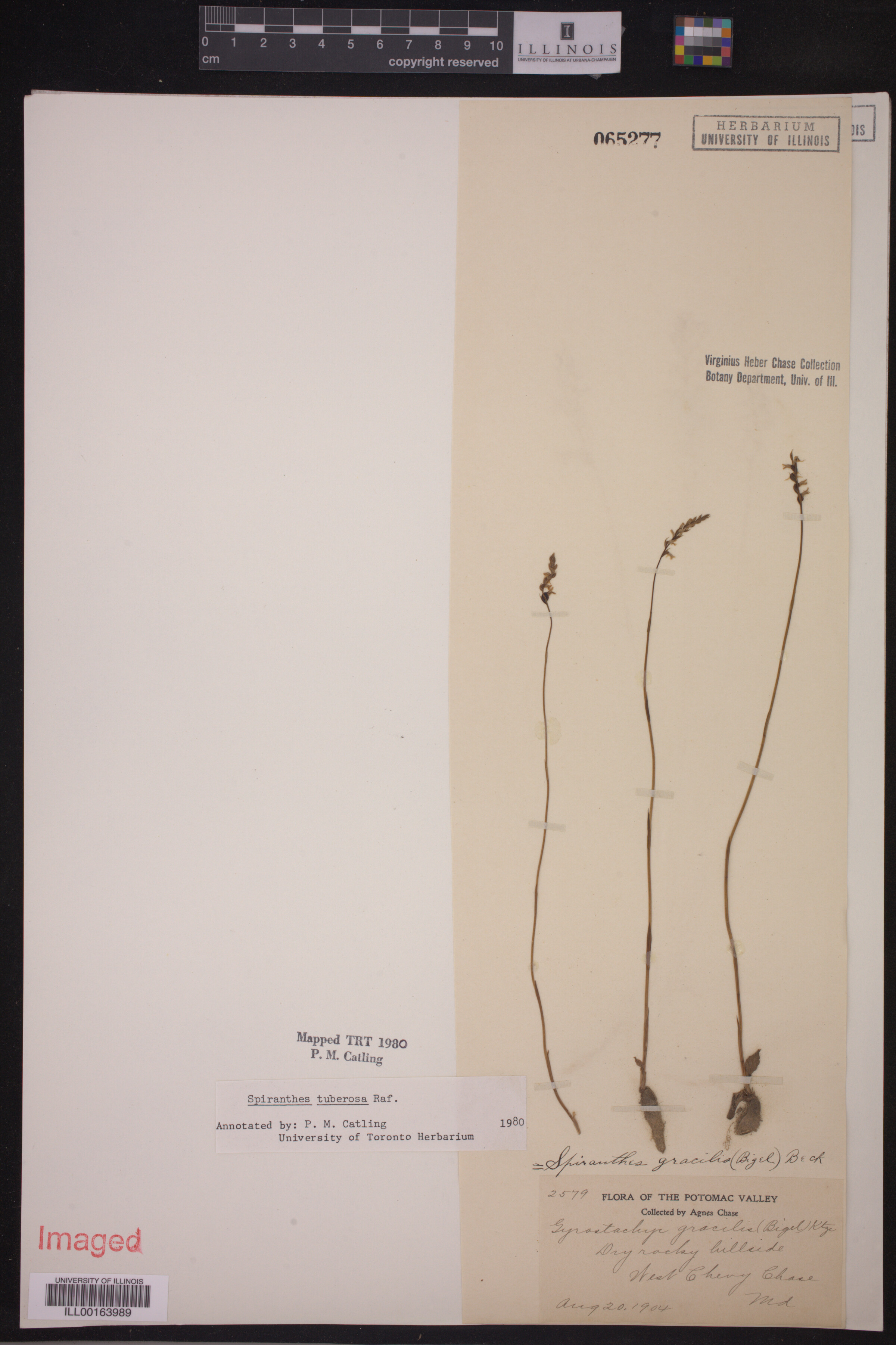 Spiranthes tuberosa image