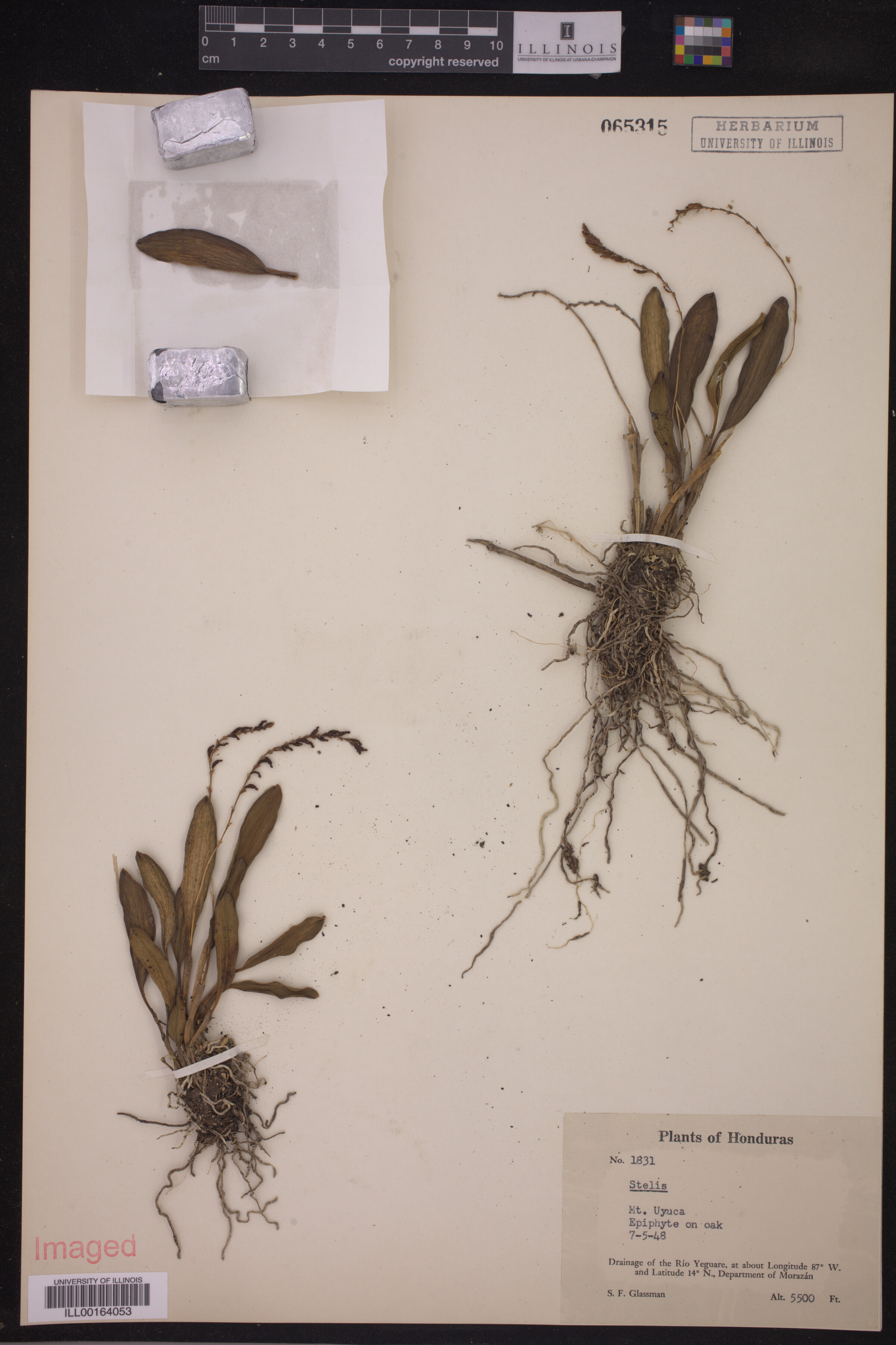 Stelis image