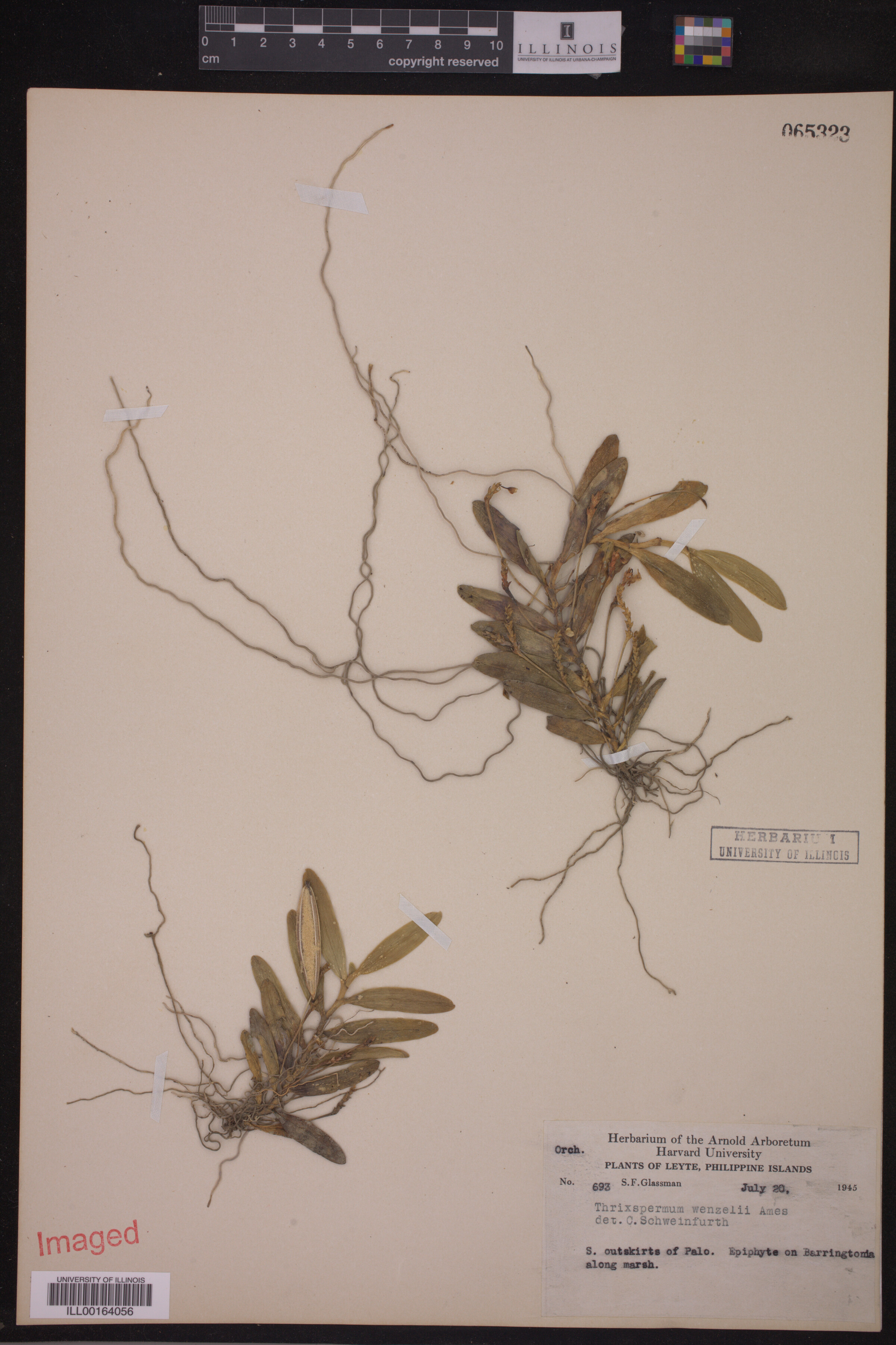 Thrixspermum wenzelii image
