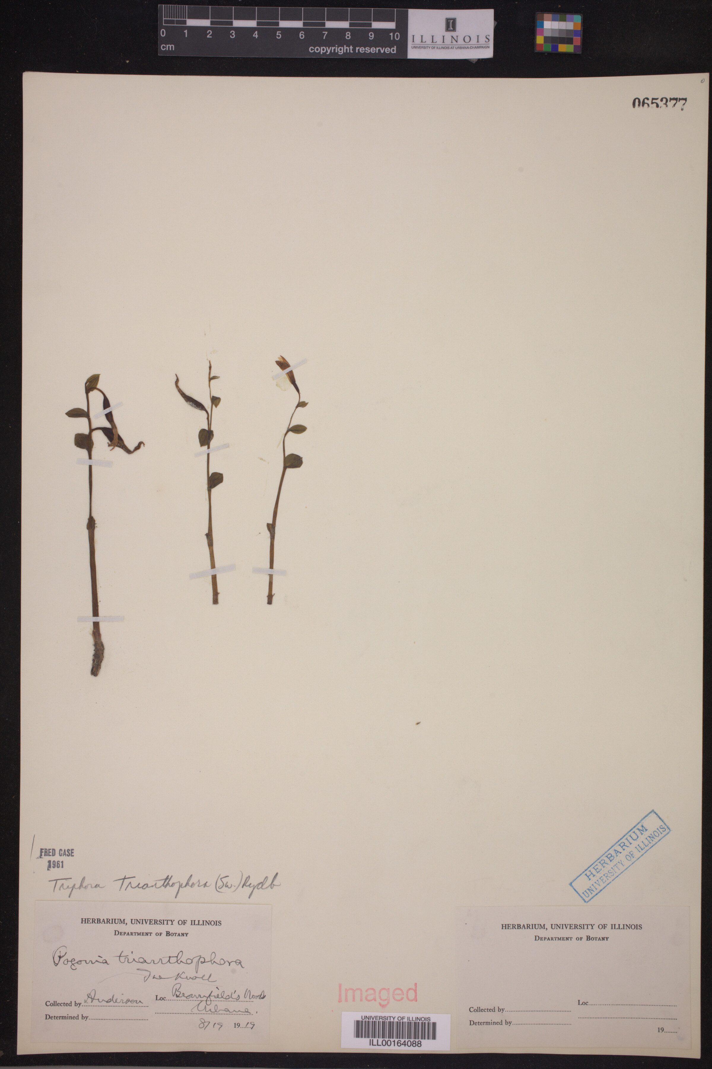 Triphora trianthophora image