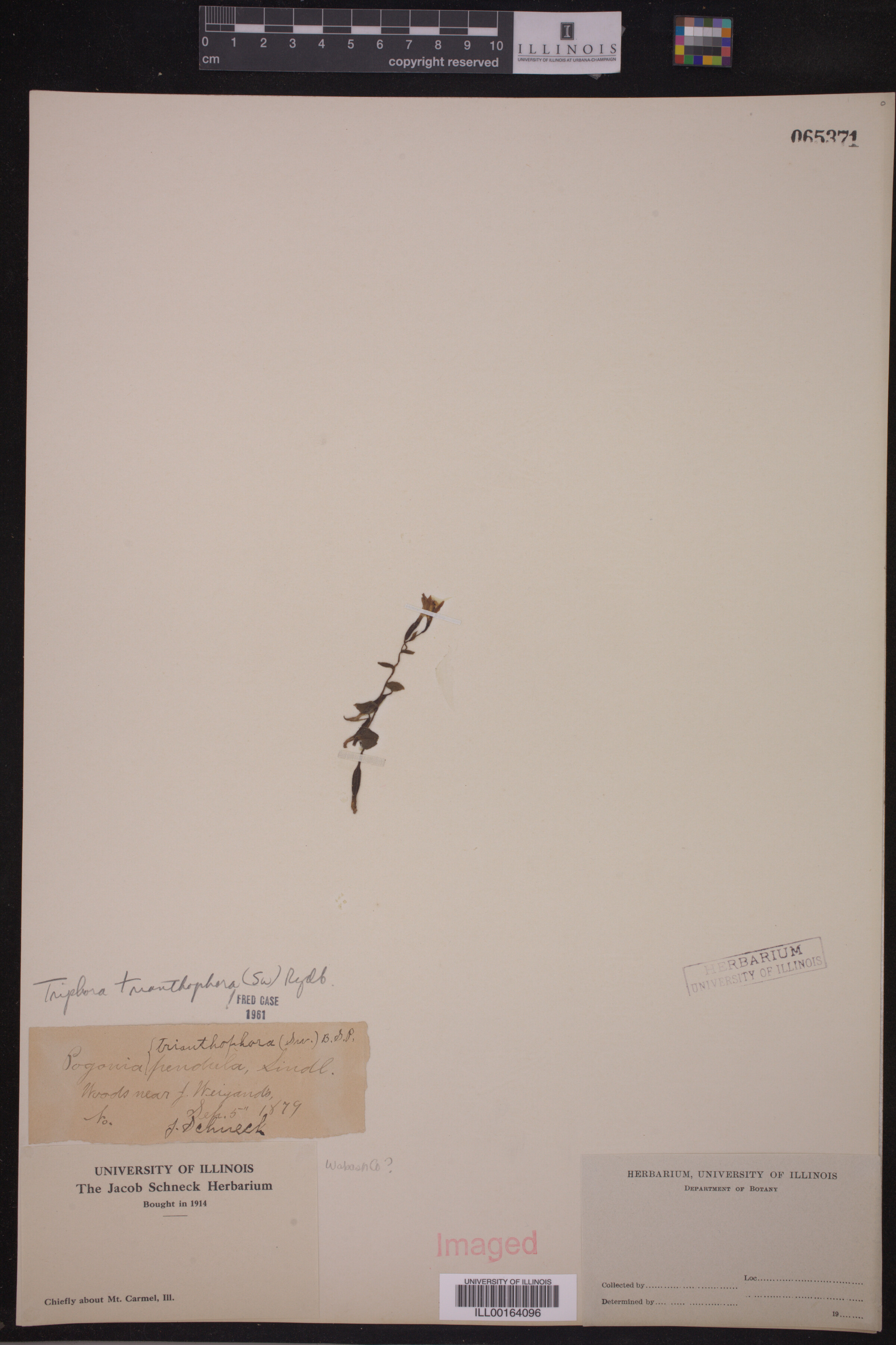 Triphora trianthophora image