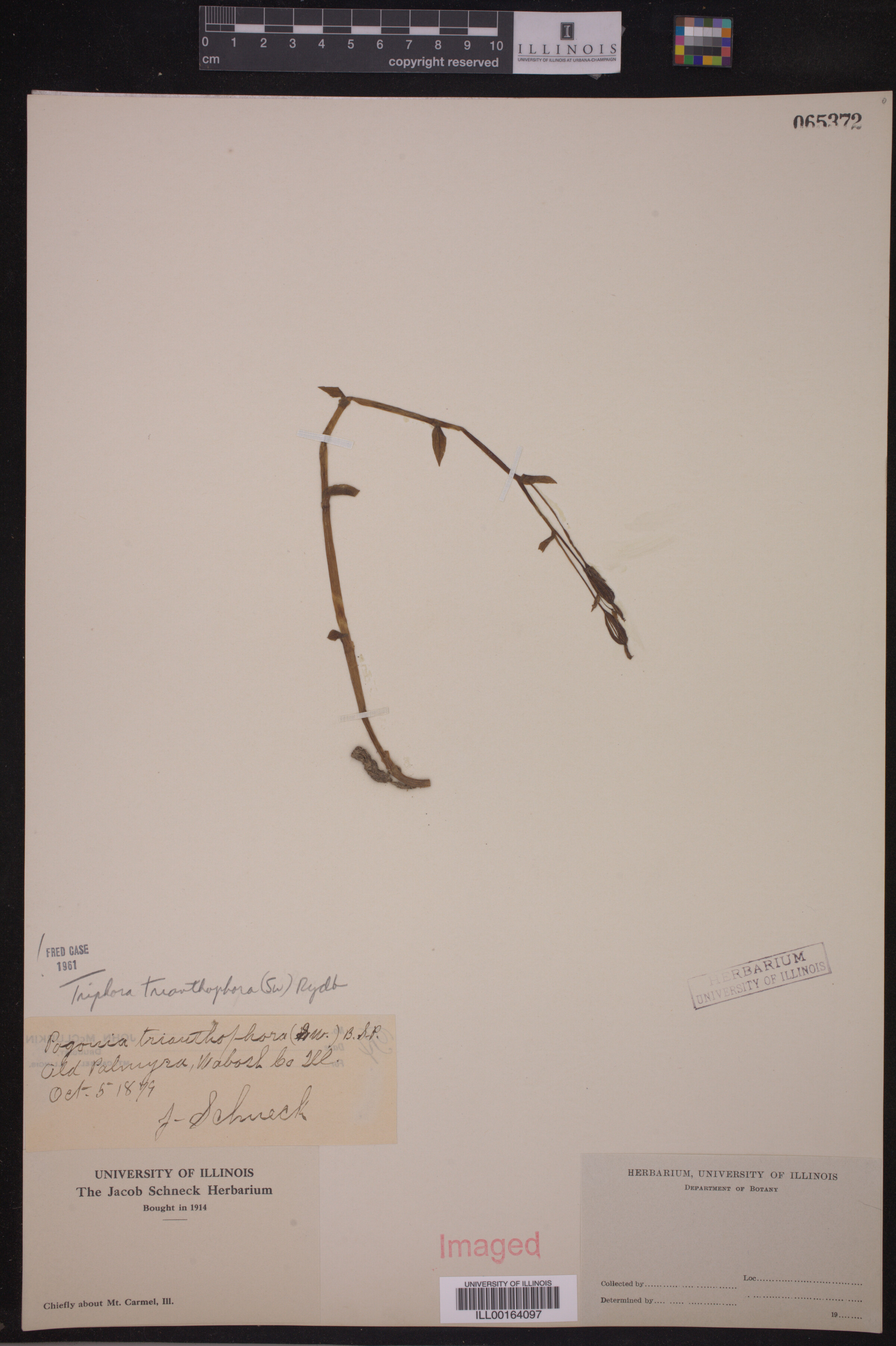 Triphora trianthophora image