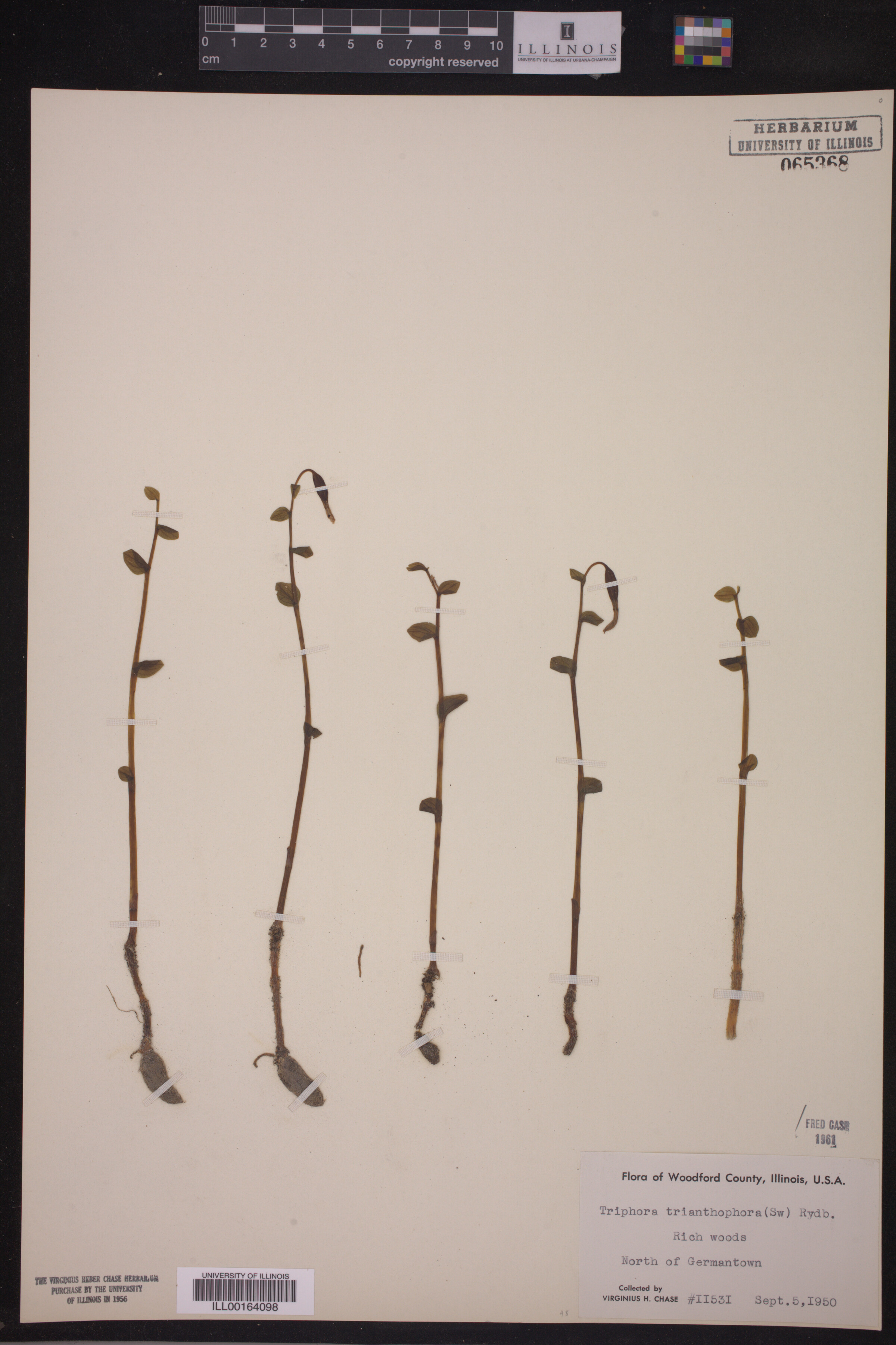 Triphora trianthophora image