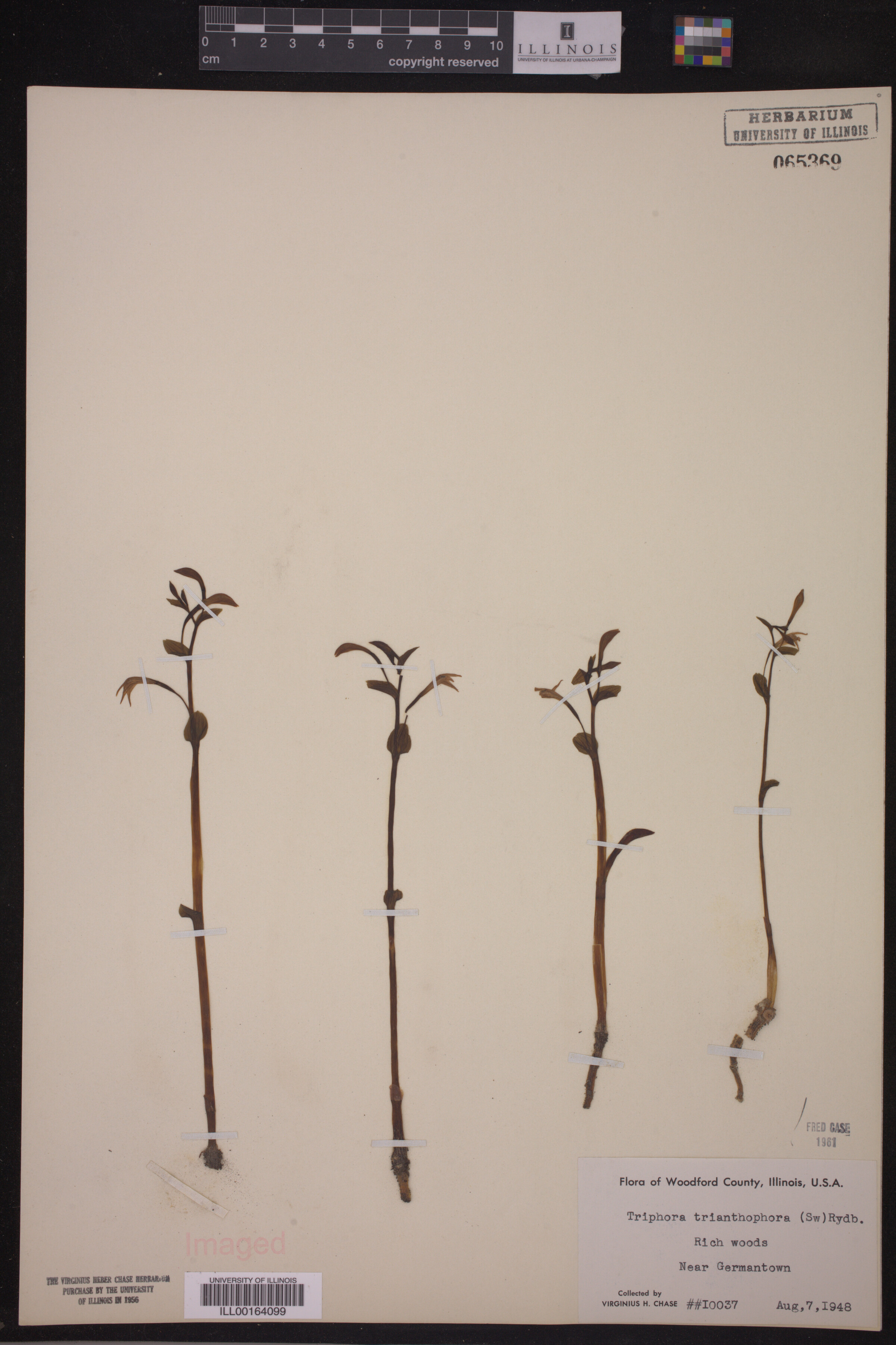 Triphora trianthophora image