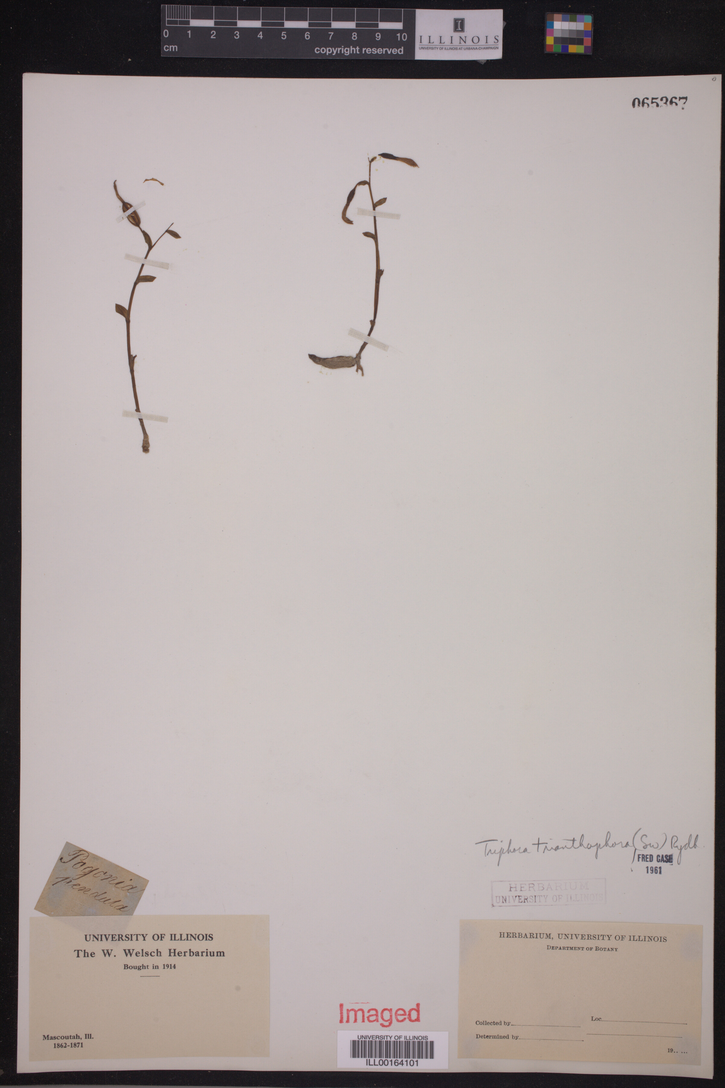 Triphora trianthophora image