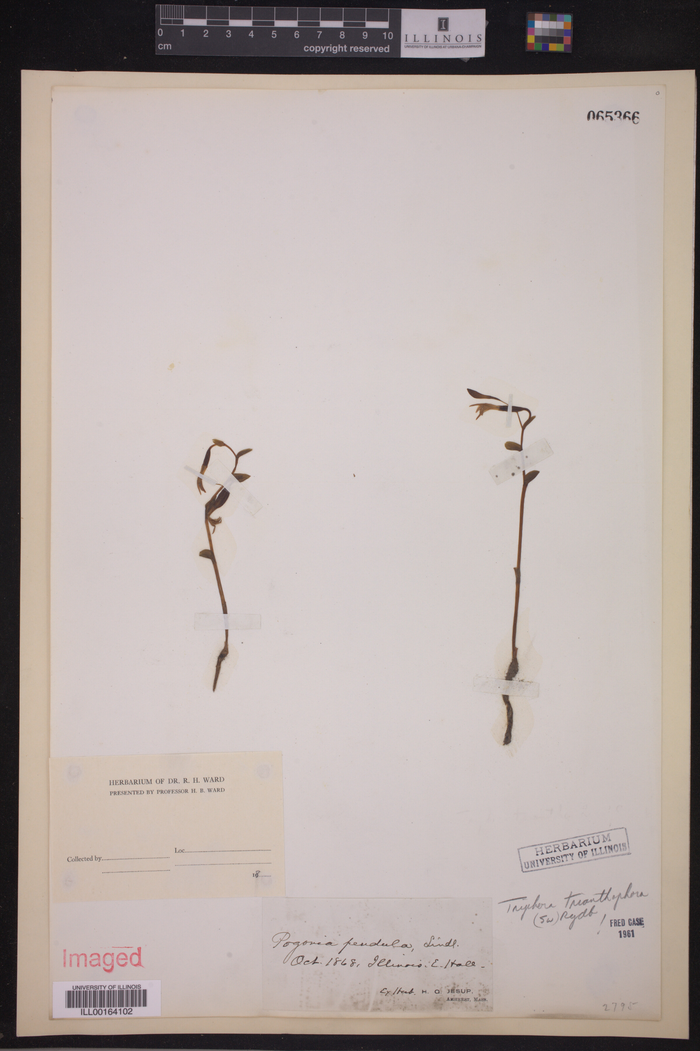 Triphora trianthophora image