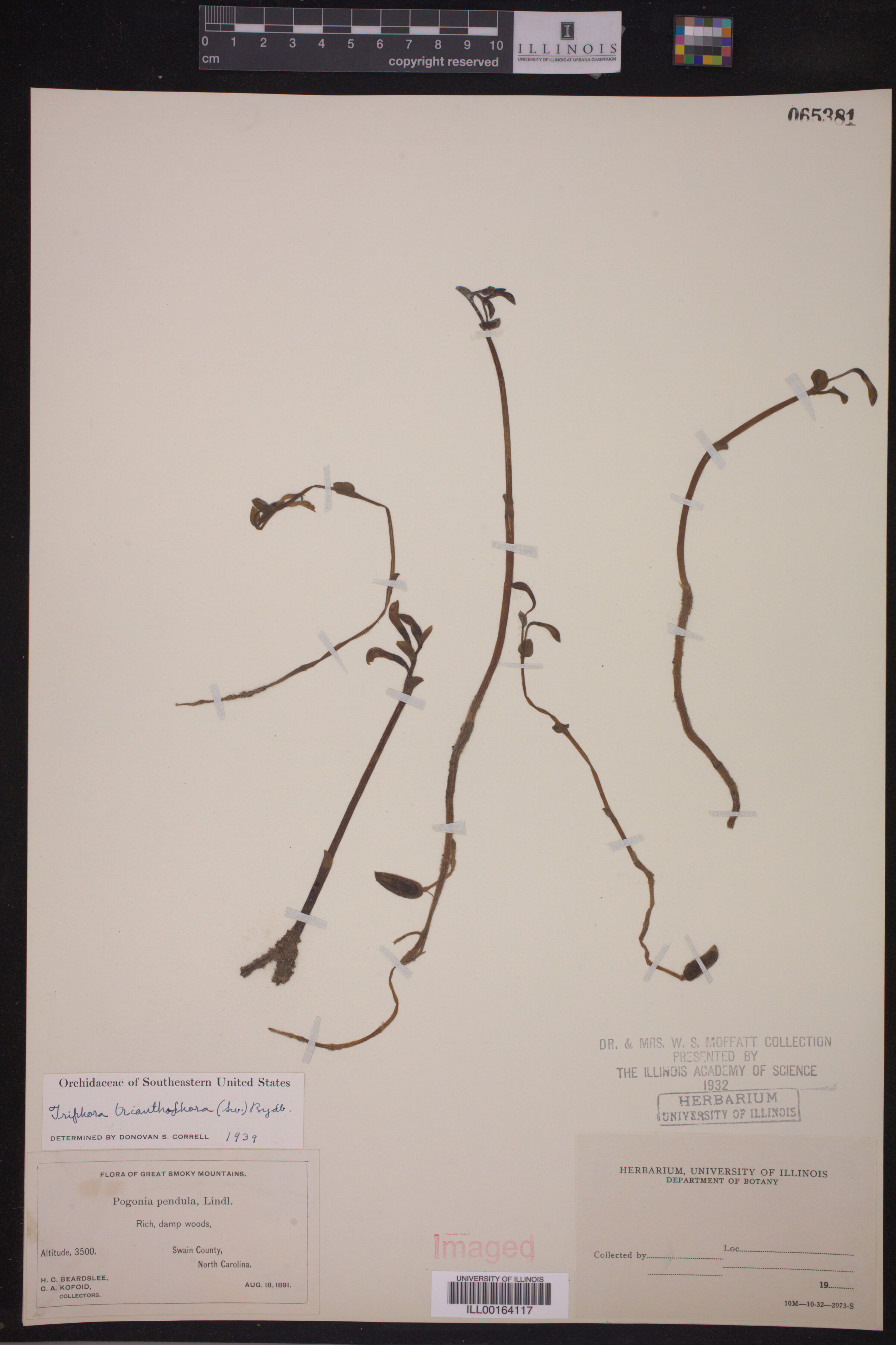 Triphora trianthophora image