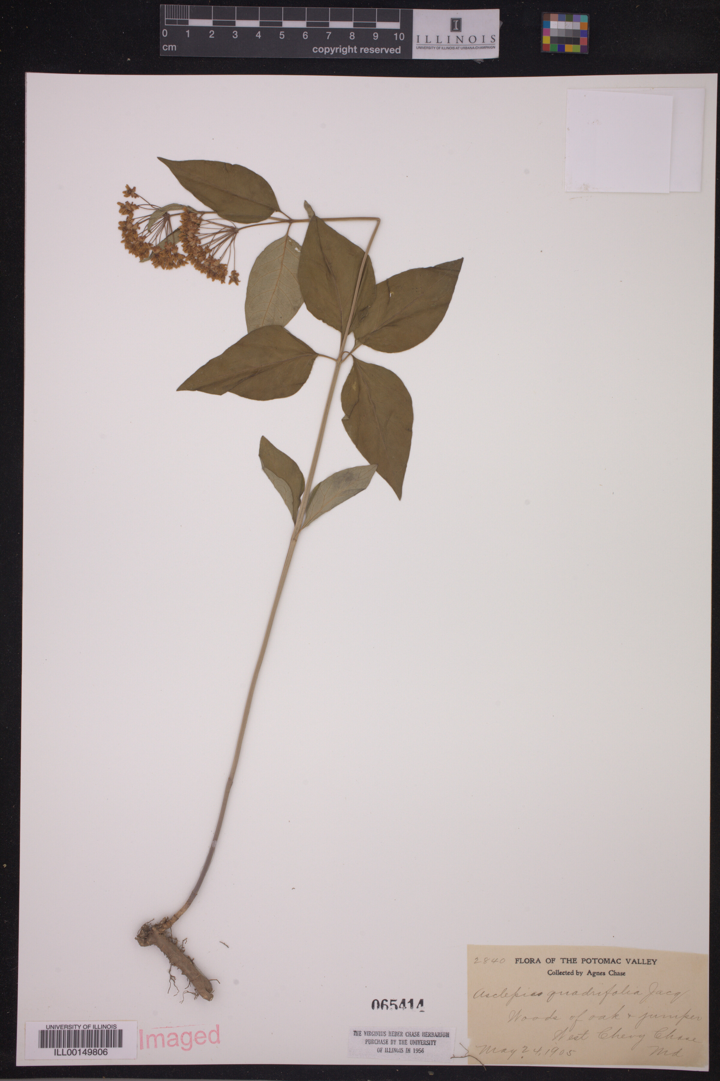 Asclepias quadrifolia image