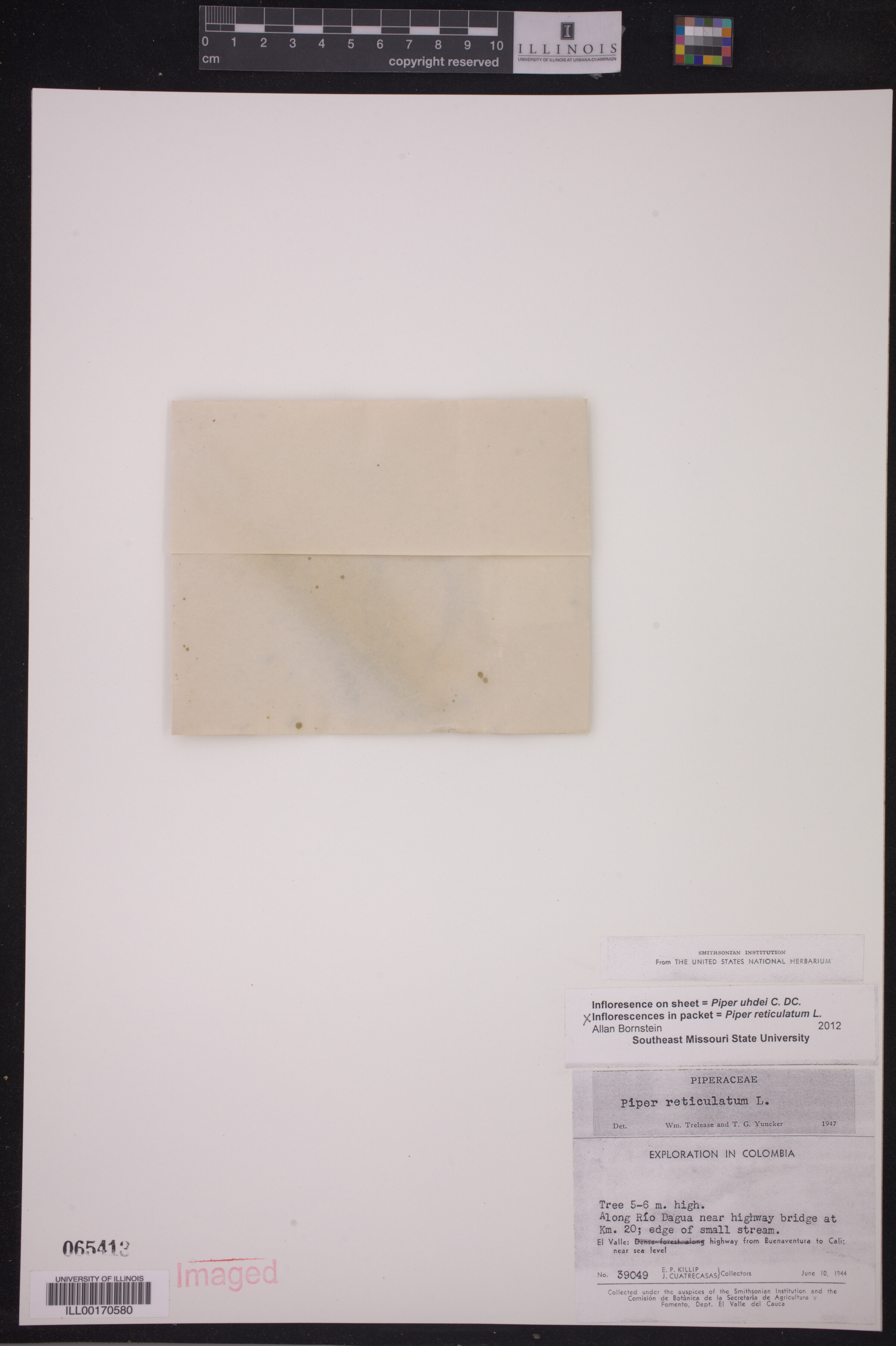 Piper reticulatum image