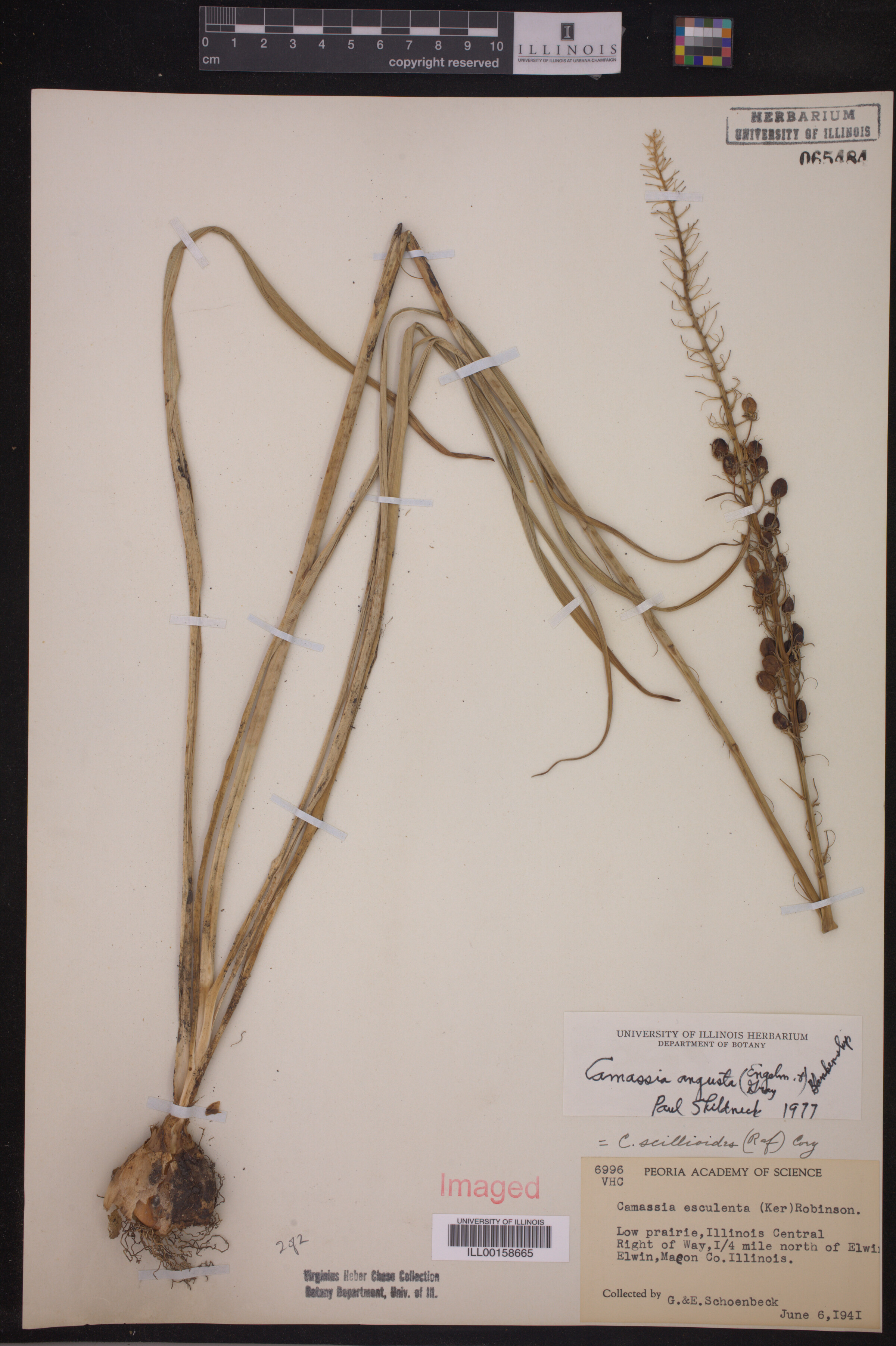 Camassia angusta image