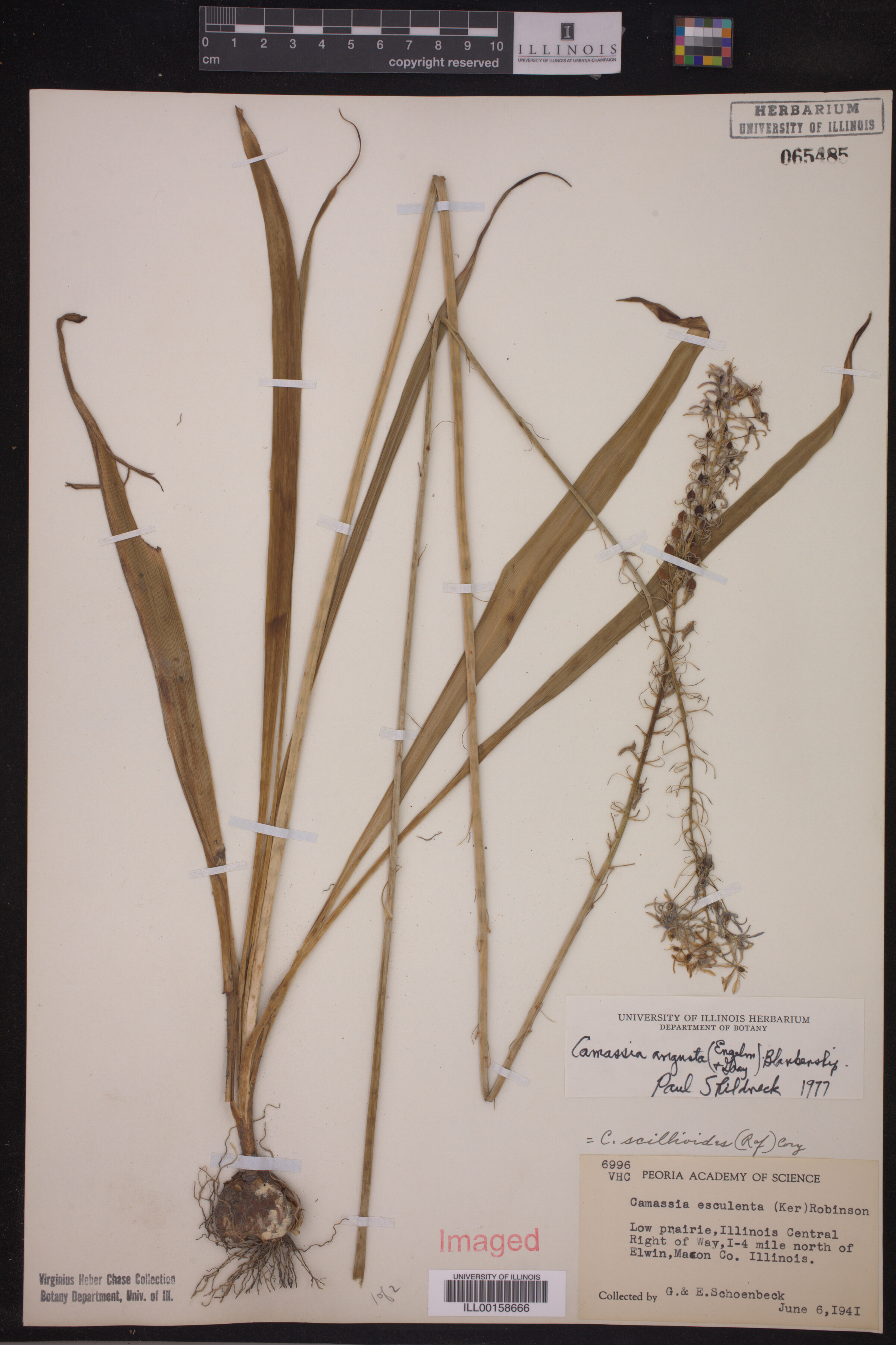 Camassia angusta image