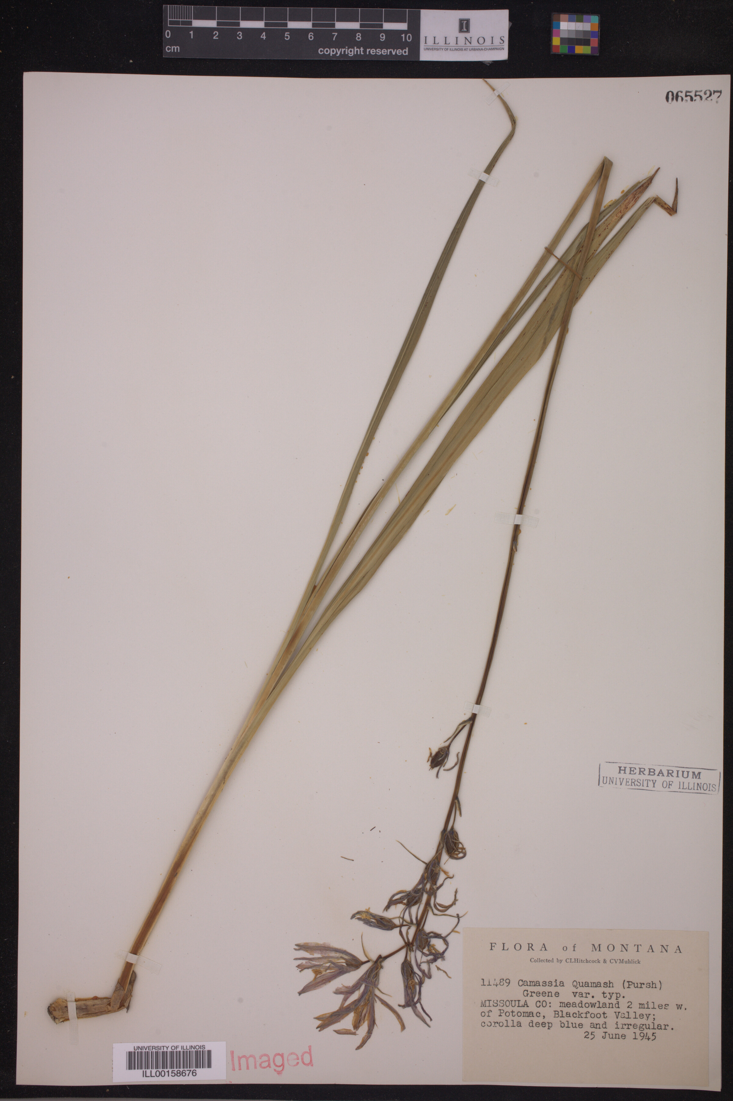 Camassia quamash image