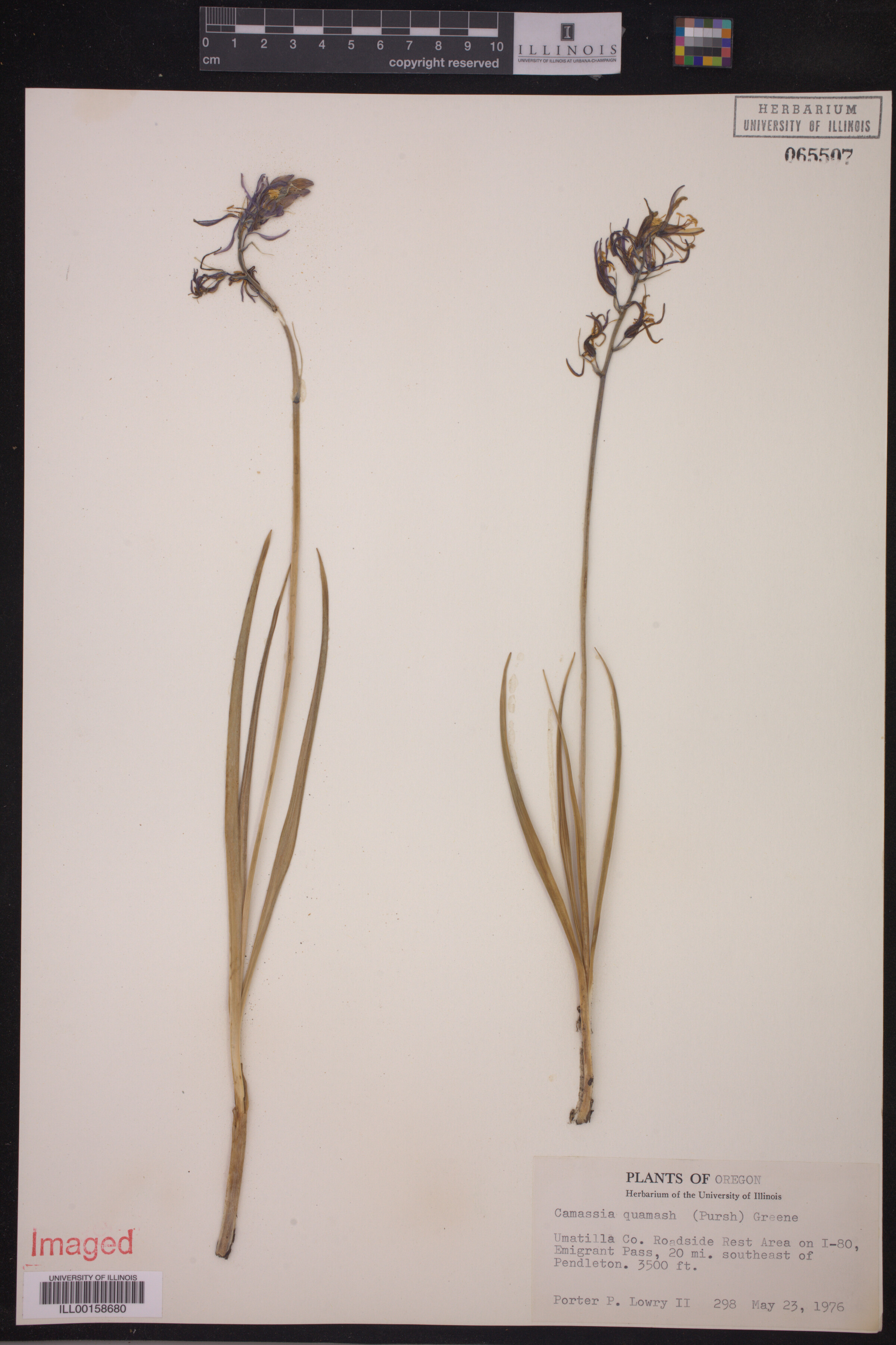 Asparagaceae image