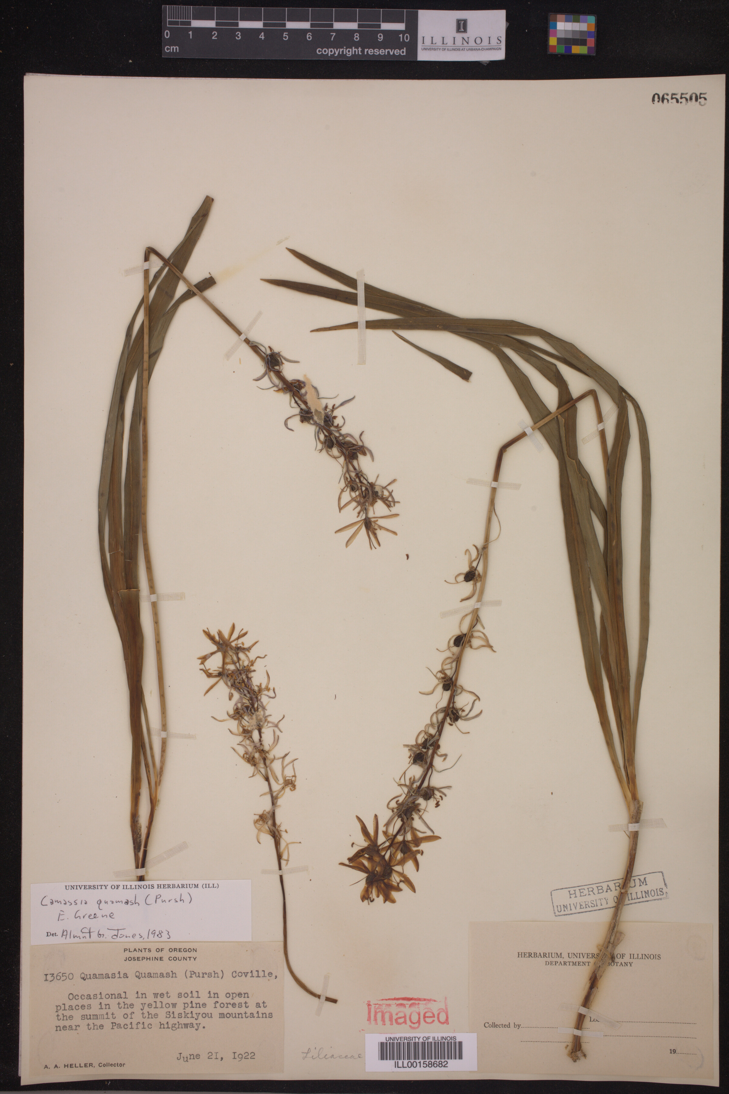 Camassia quamash image