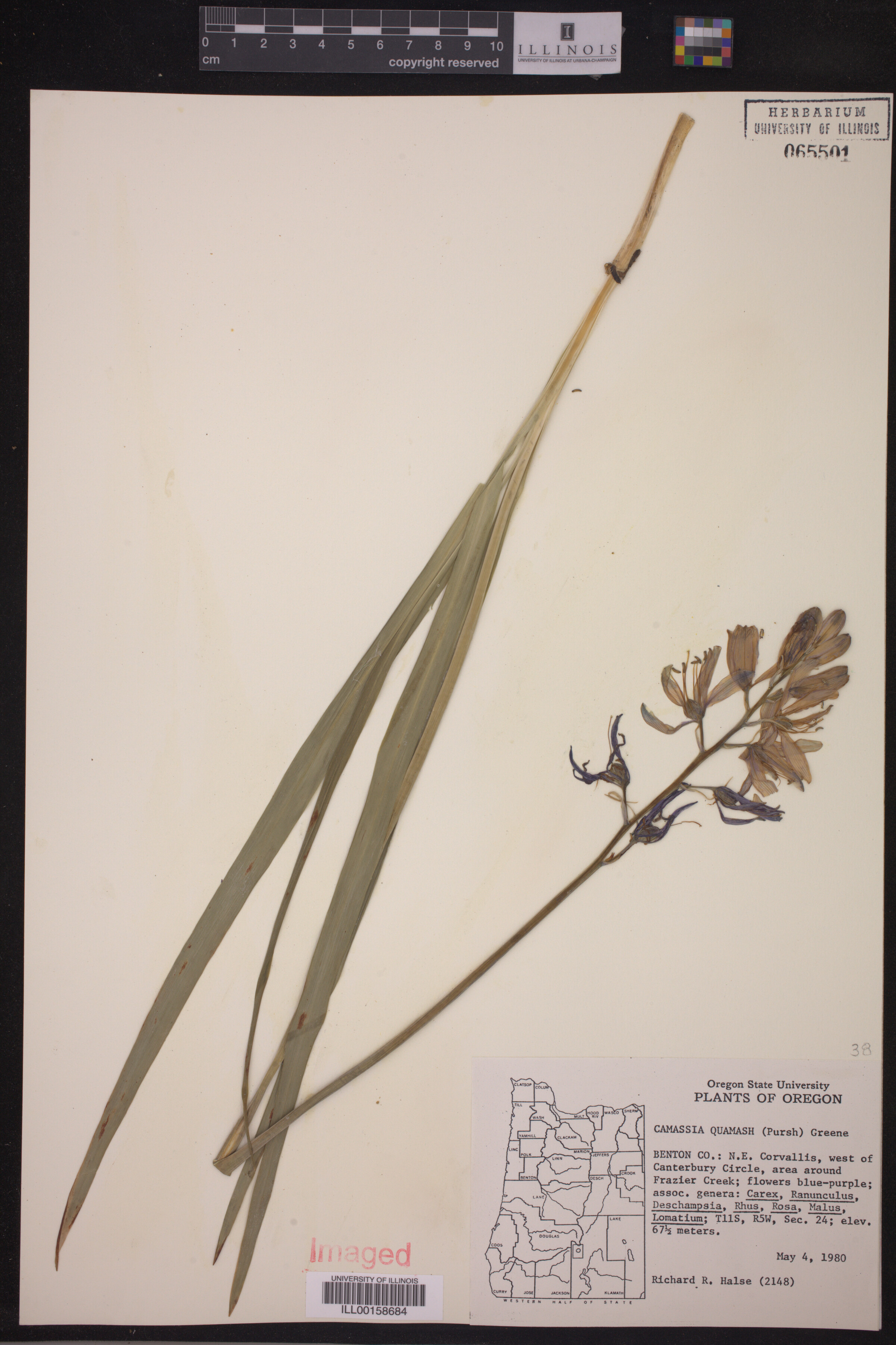 Camassia quamash image