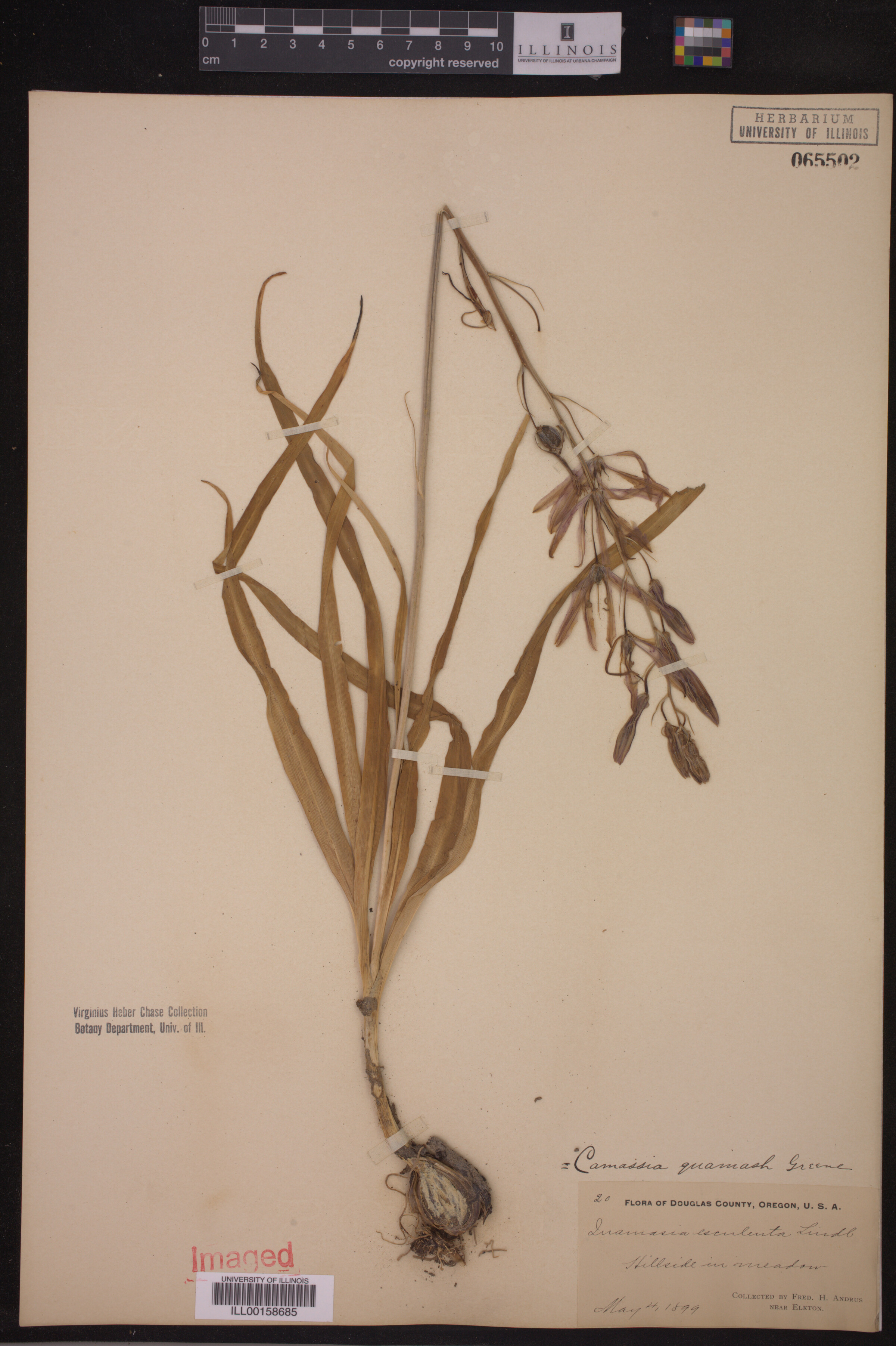 Camassia quamash image